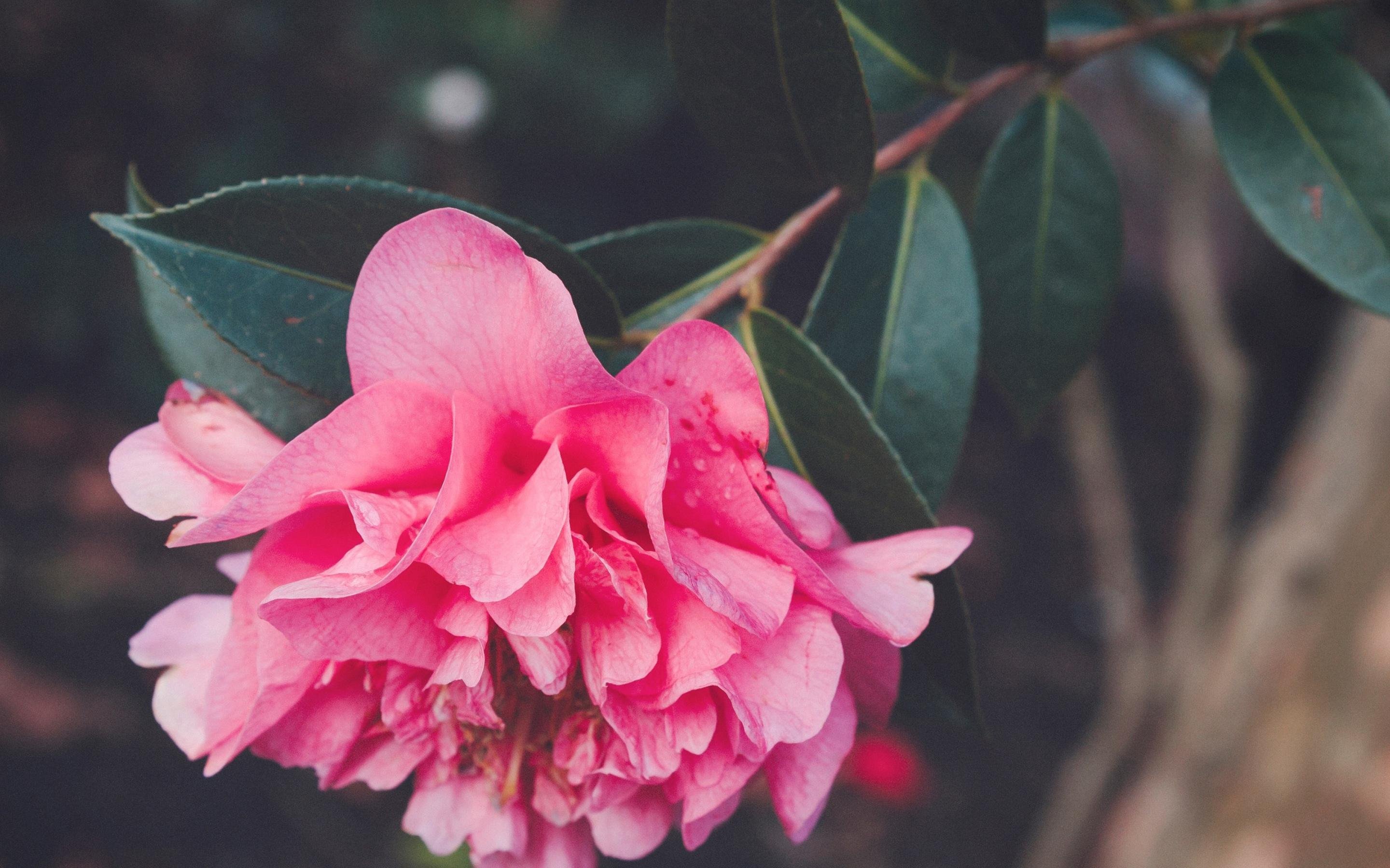 舒缓压力  迷人  花朵  红色