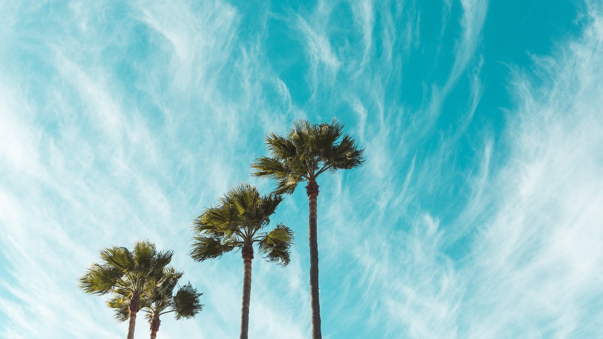 蓝天白云 椰树 天空