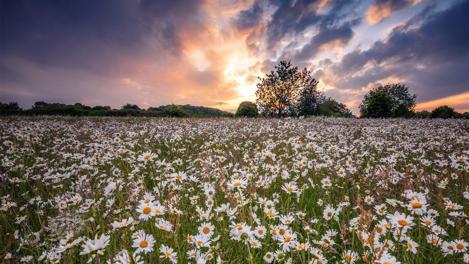 娇艳欲滴 菊花 小雏菊 晚霞 傍晚
