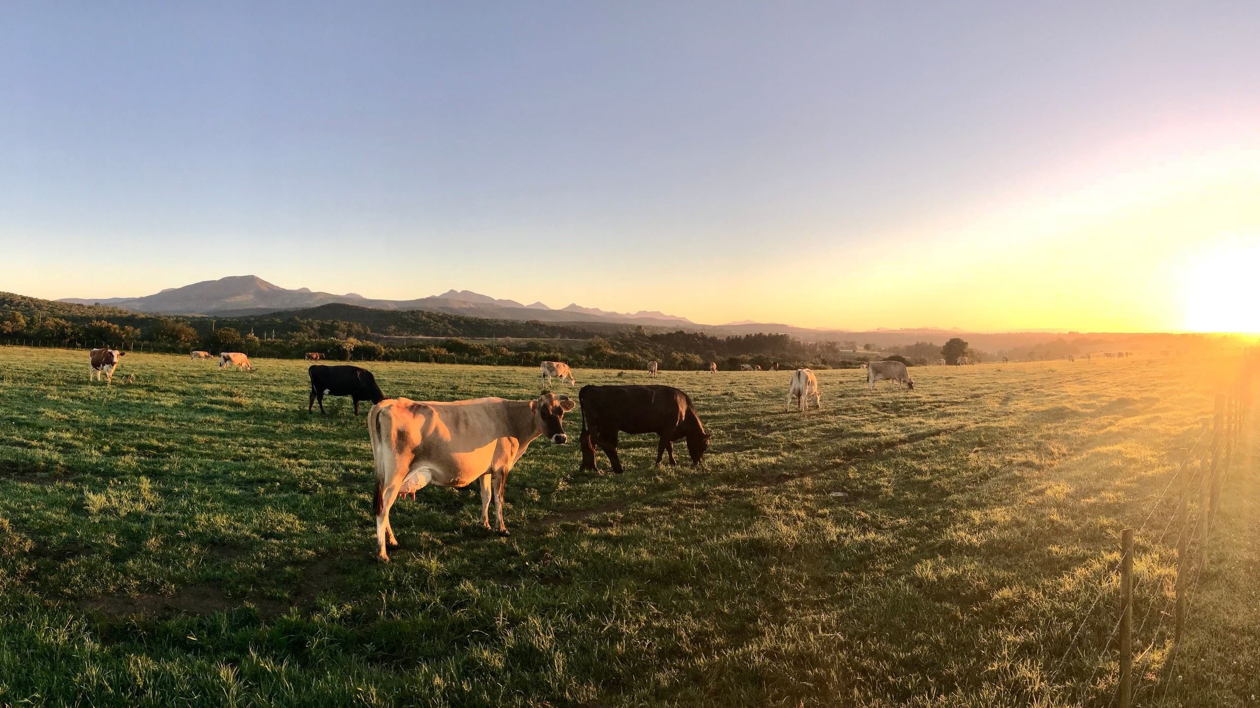 自然风光 日落 牛 牧场
