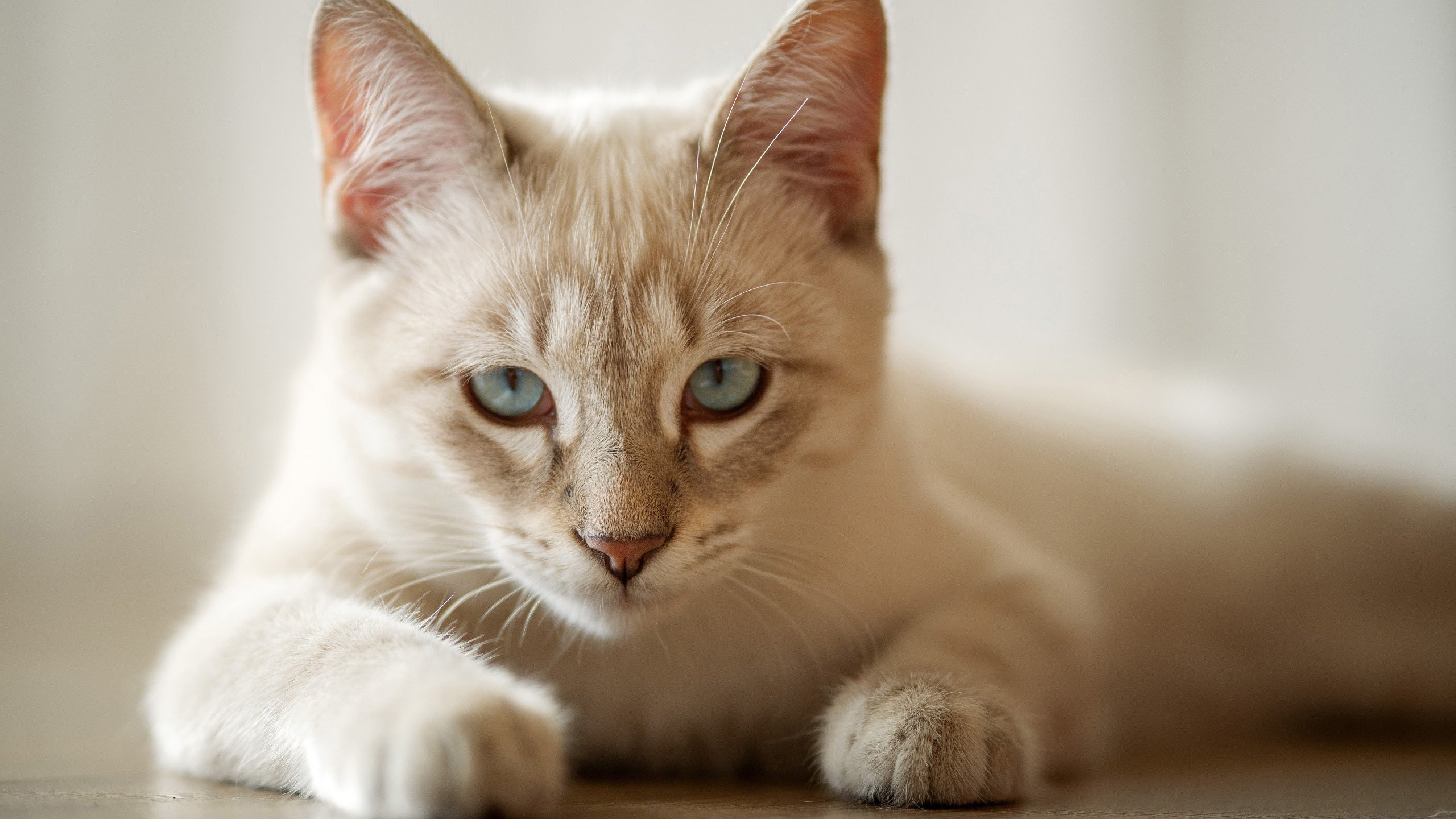 喵星人 猫咪 小黄猫 可爱