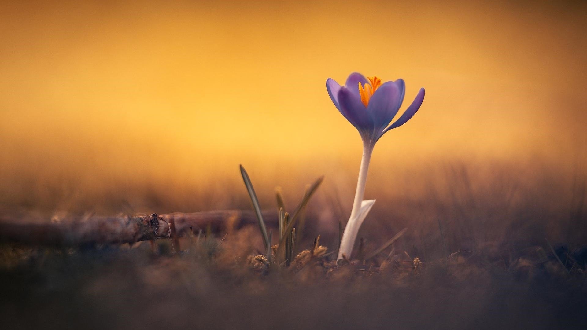 娇艳欲滴 兰花 黄昏 郁金香