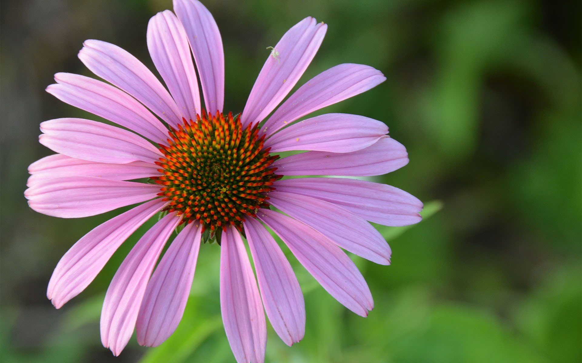 清新淡雅 清新  粉嫩  松果菊