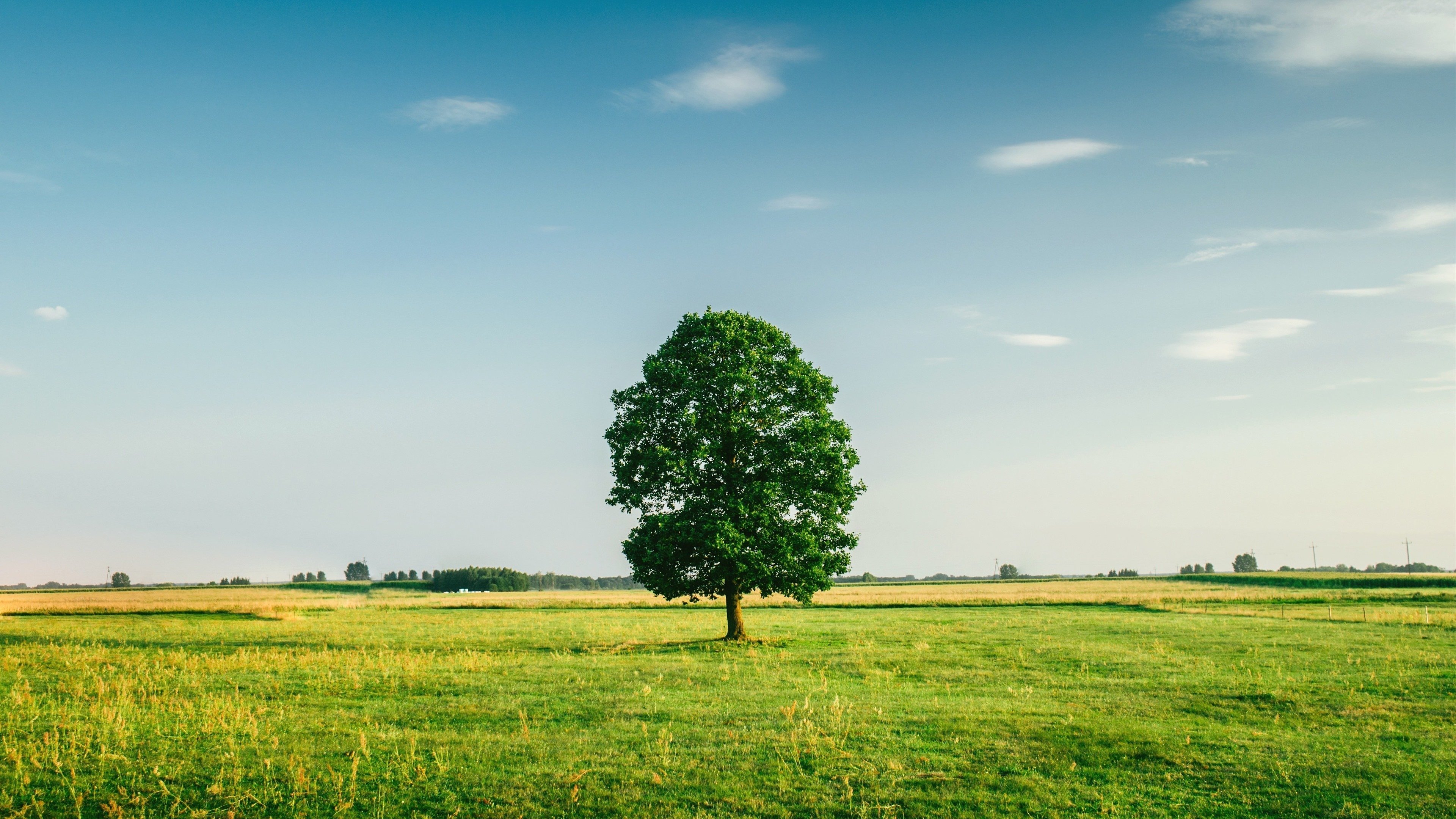 一棵树 草原 原野