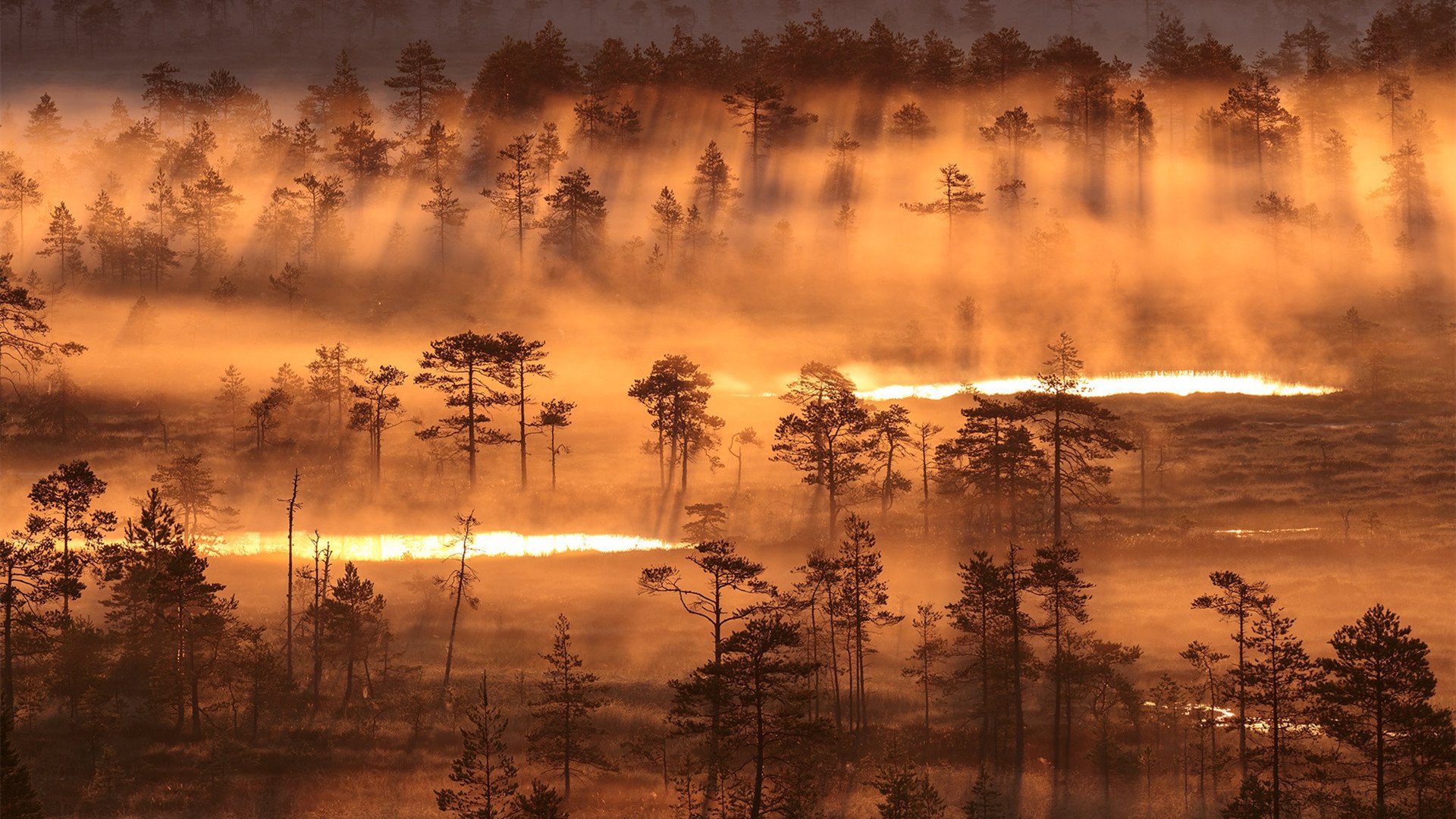 奇幻梦境 森林 雨林 阳光 清晨