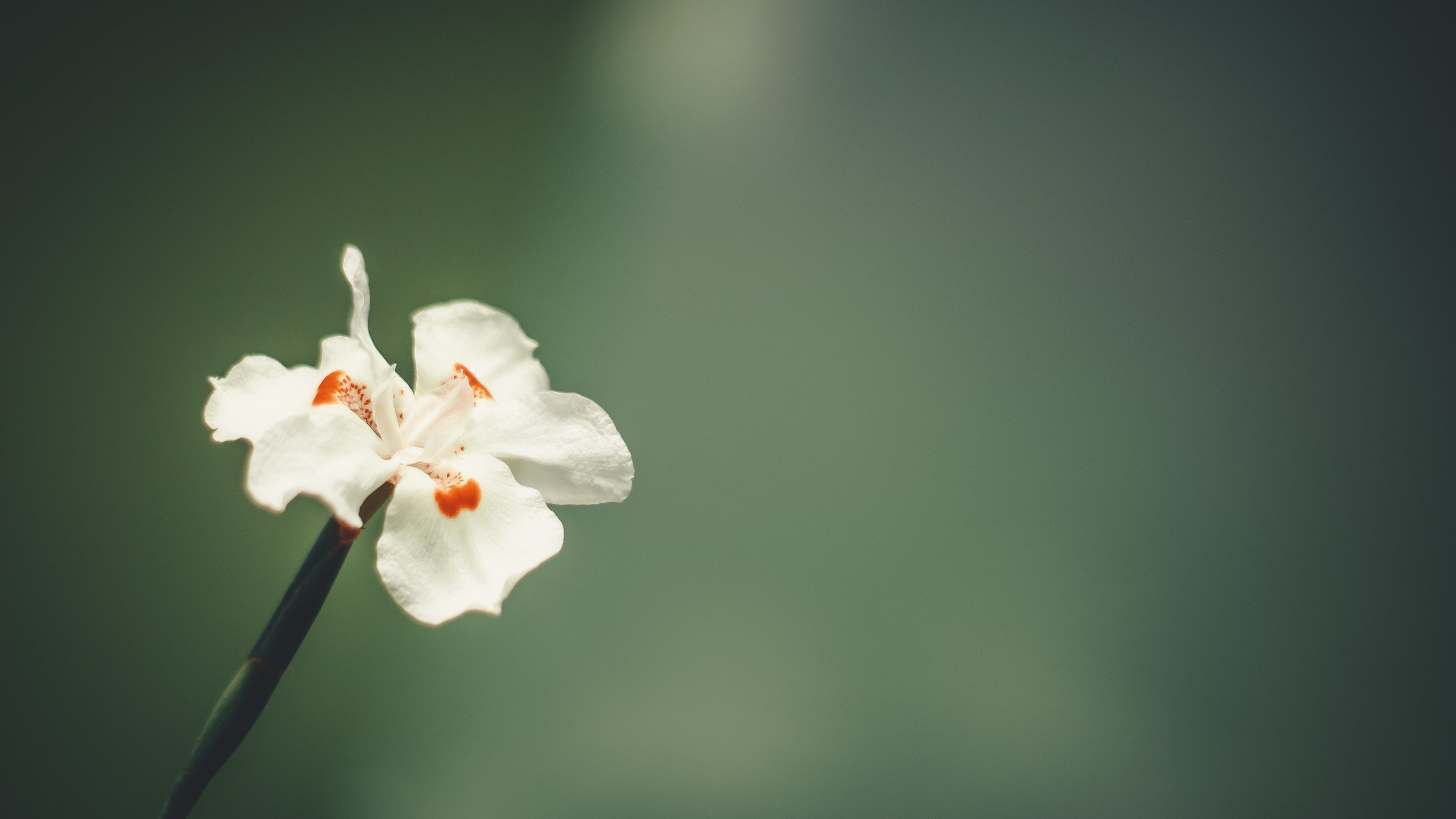 娇艳欲滴 鲜花 花瓣 花蕊