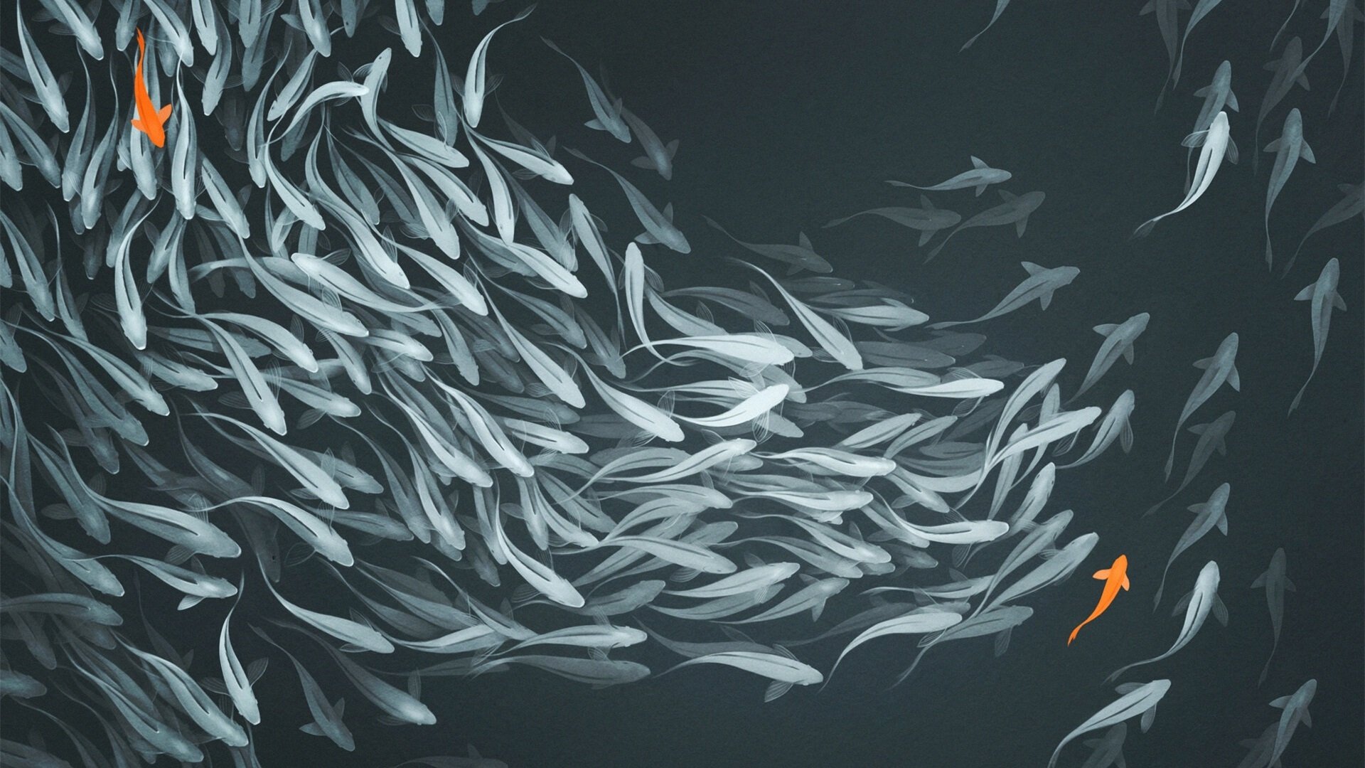 锦鲤 鱼群 抽象