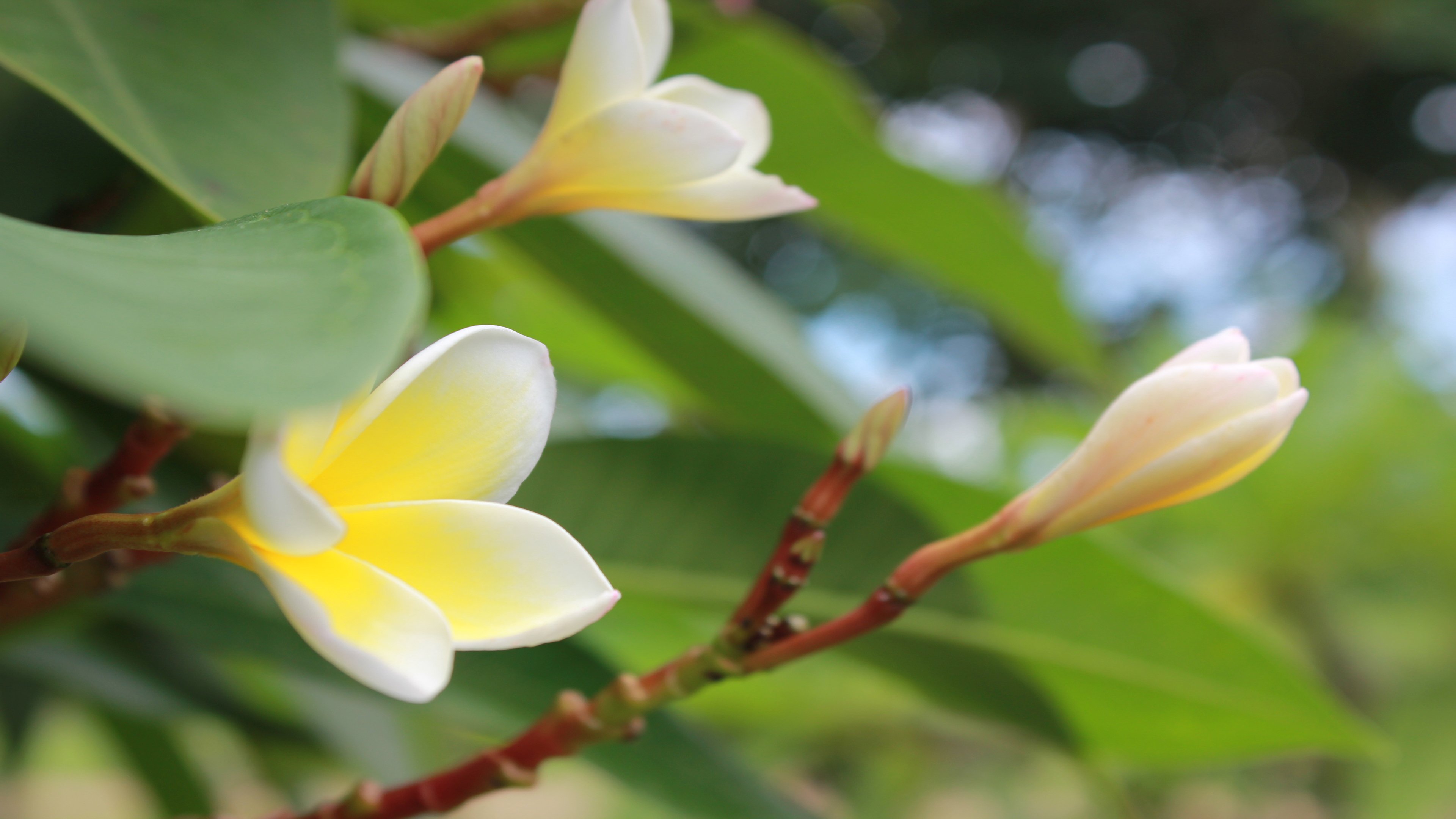 鸟语花香 枝头 特写 景深