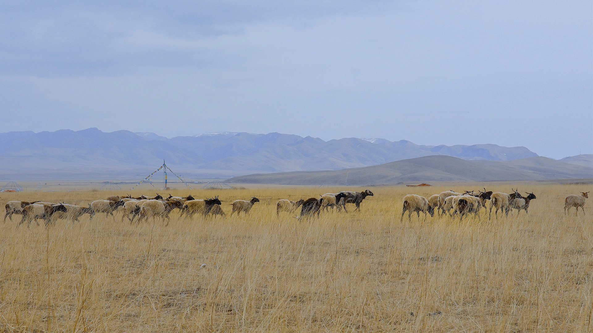 冬天 牧场 羊群 草原