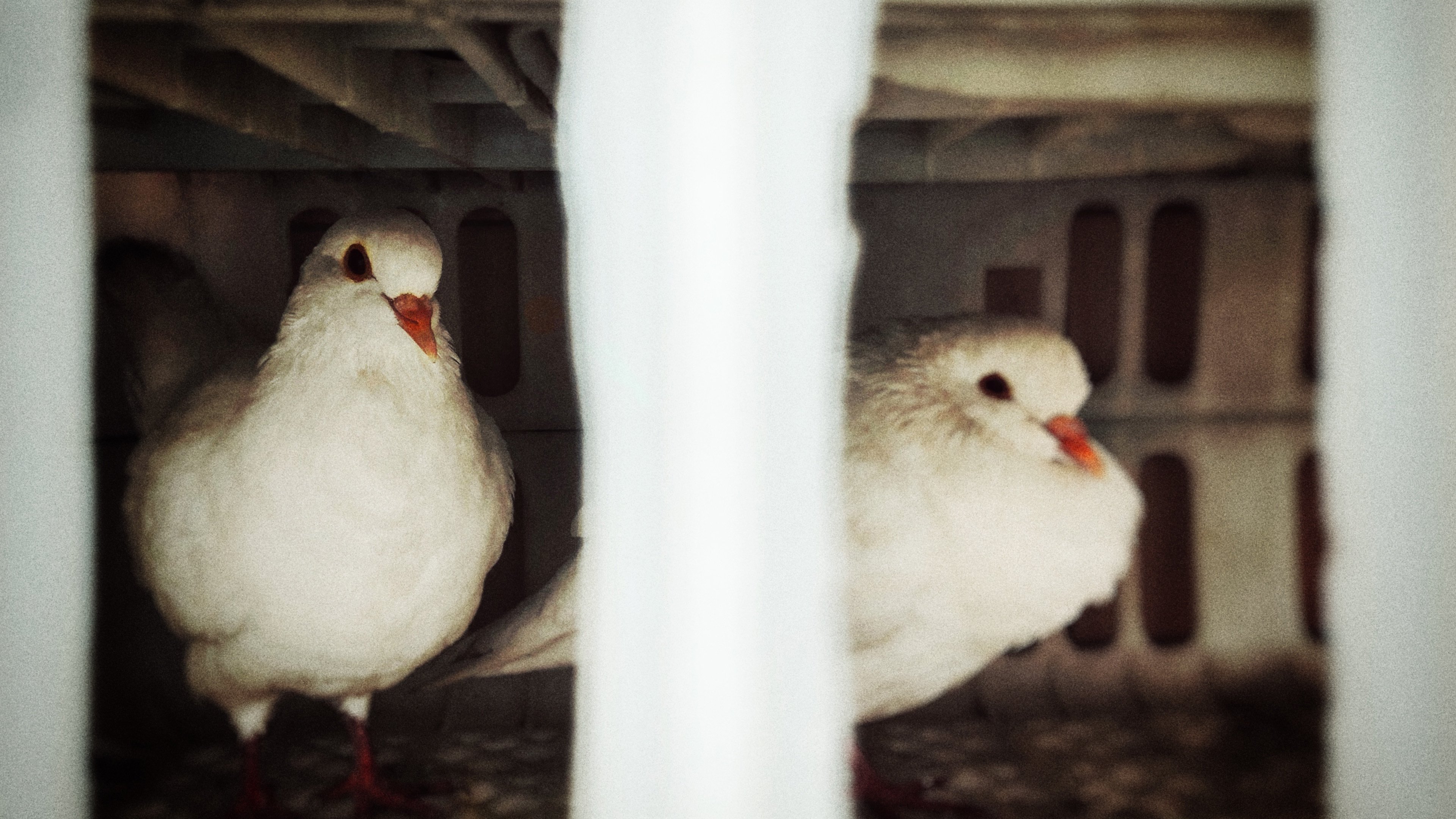 小鸟天地 鸽子 笼子 白鸽