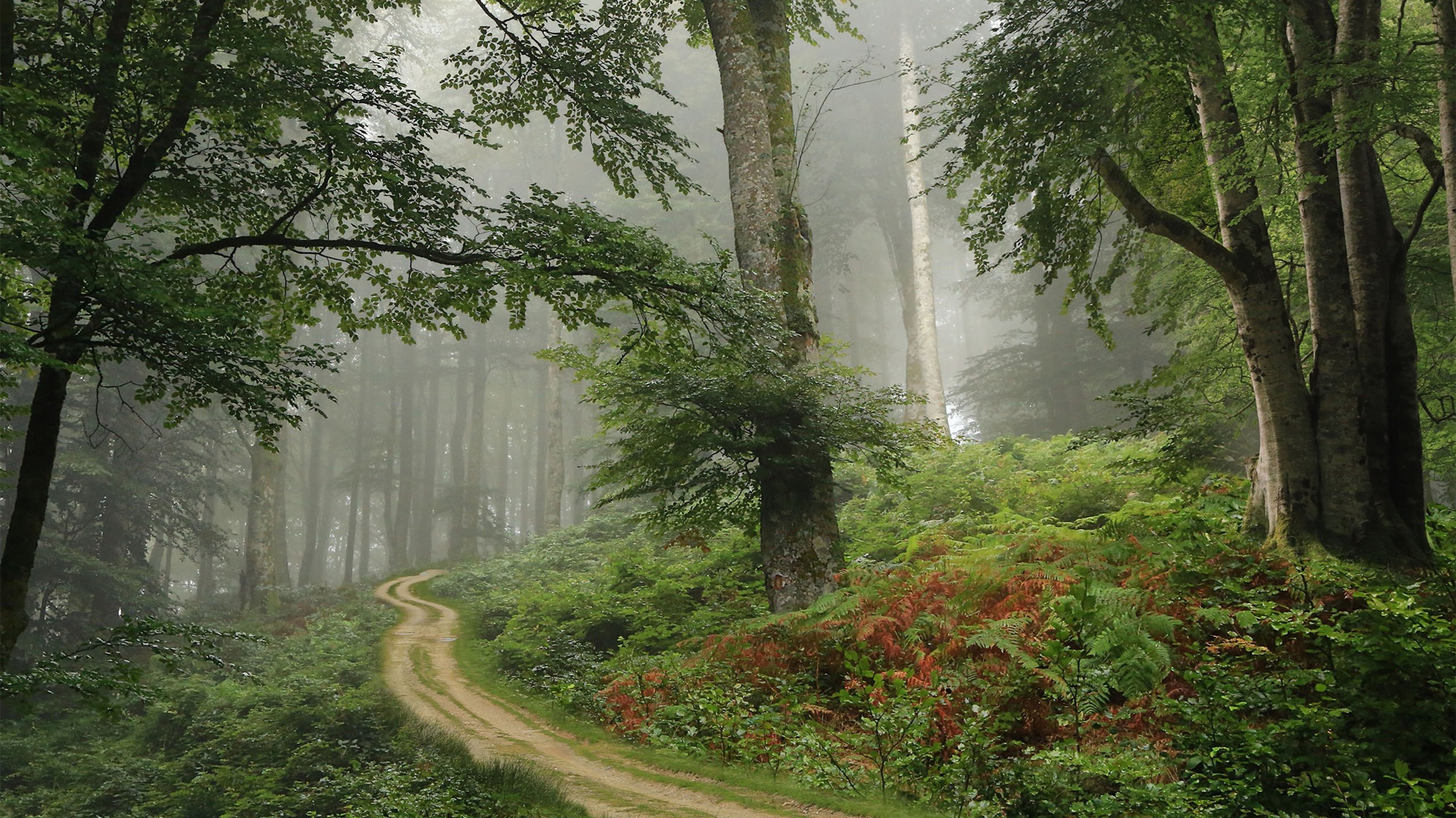 自然风光 树林 小径 森林