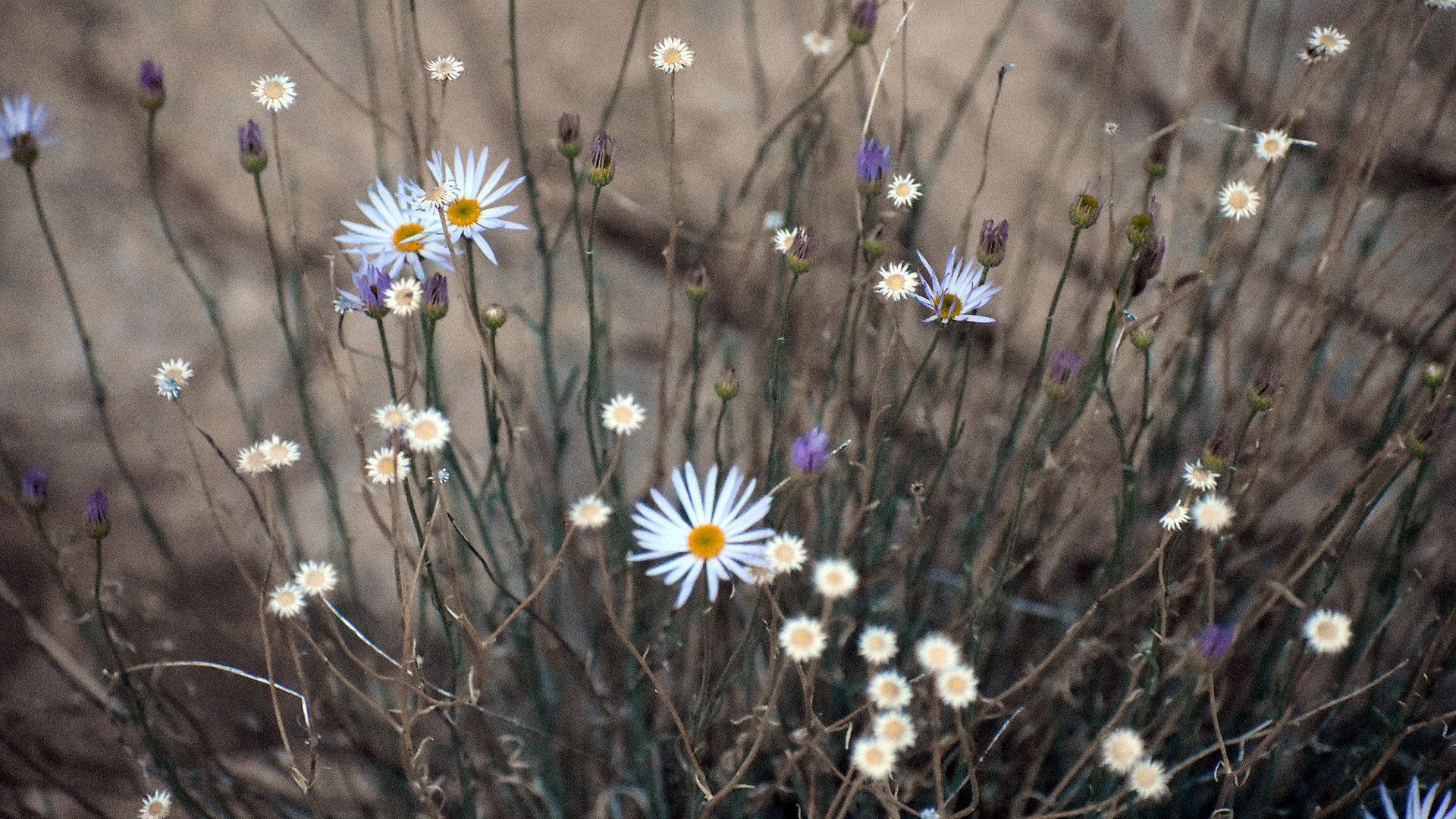 鸟语花香 小野菊 雏菊 菊花