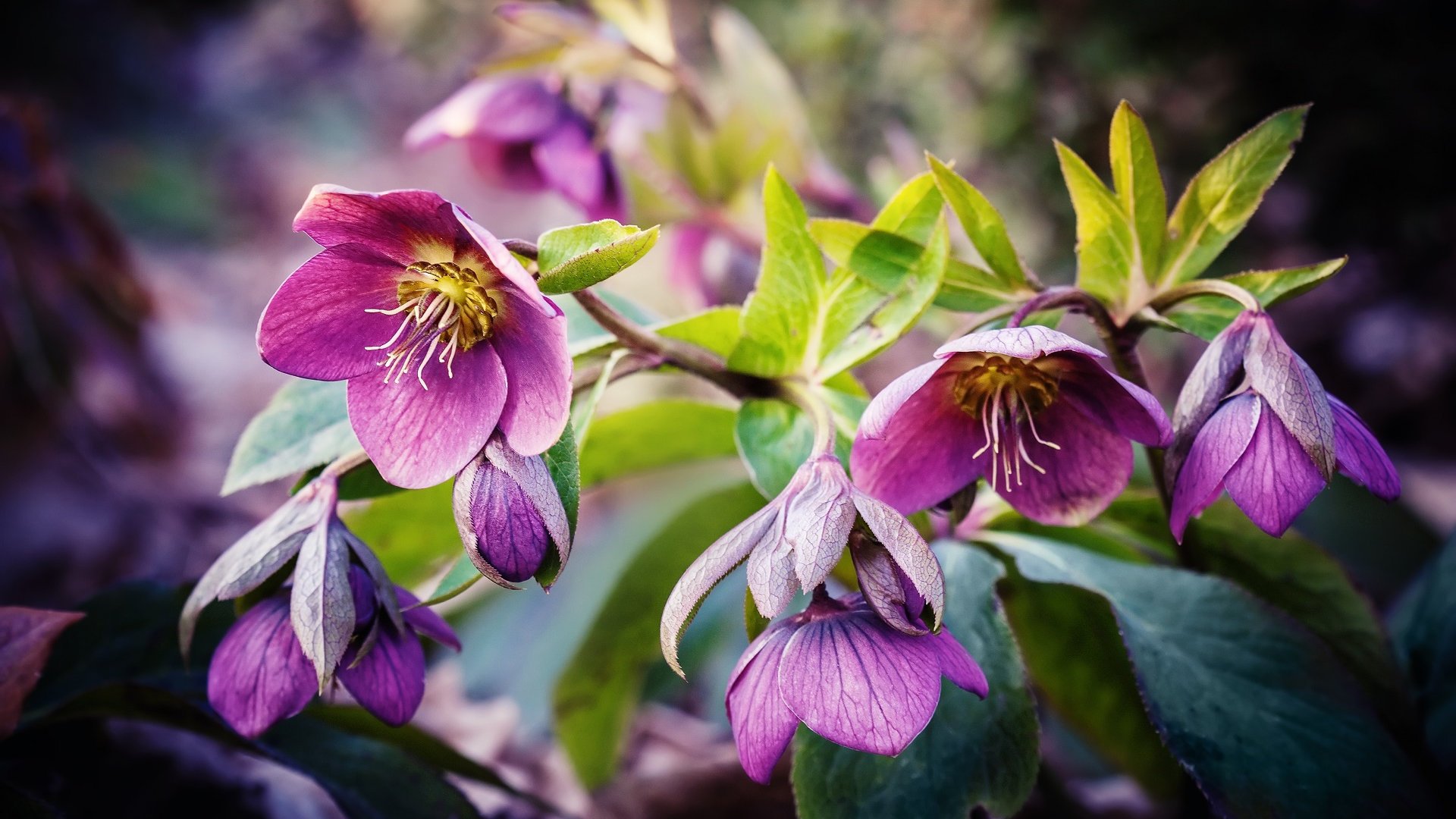 娇艳欲滴 鲜花 鲜艳