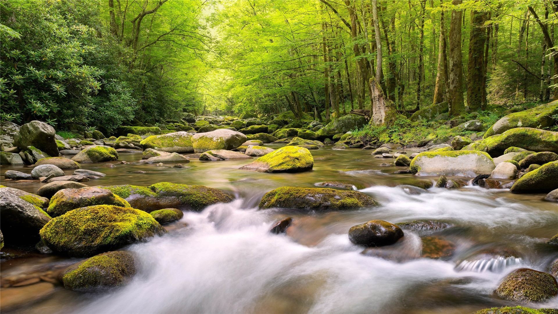 夏日炎炎 河流 树林 森林 延时
