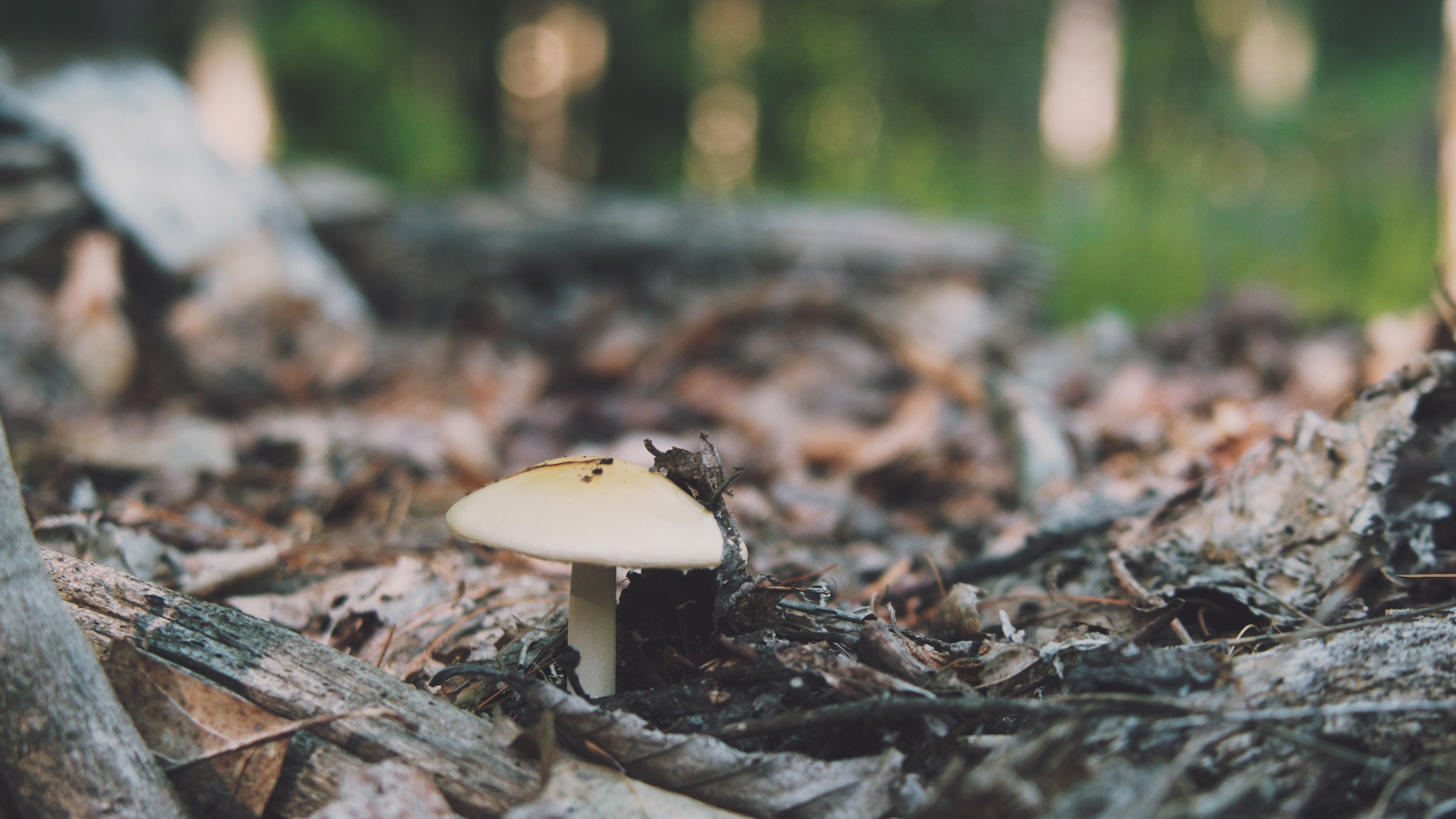 静物写真 野蘑菇 草地