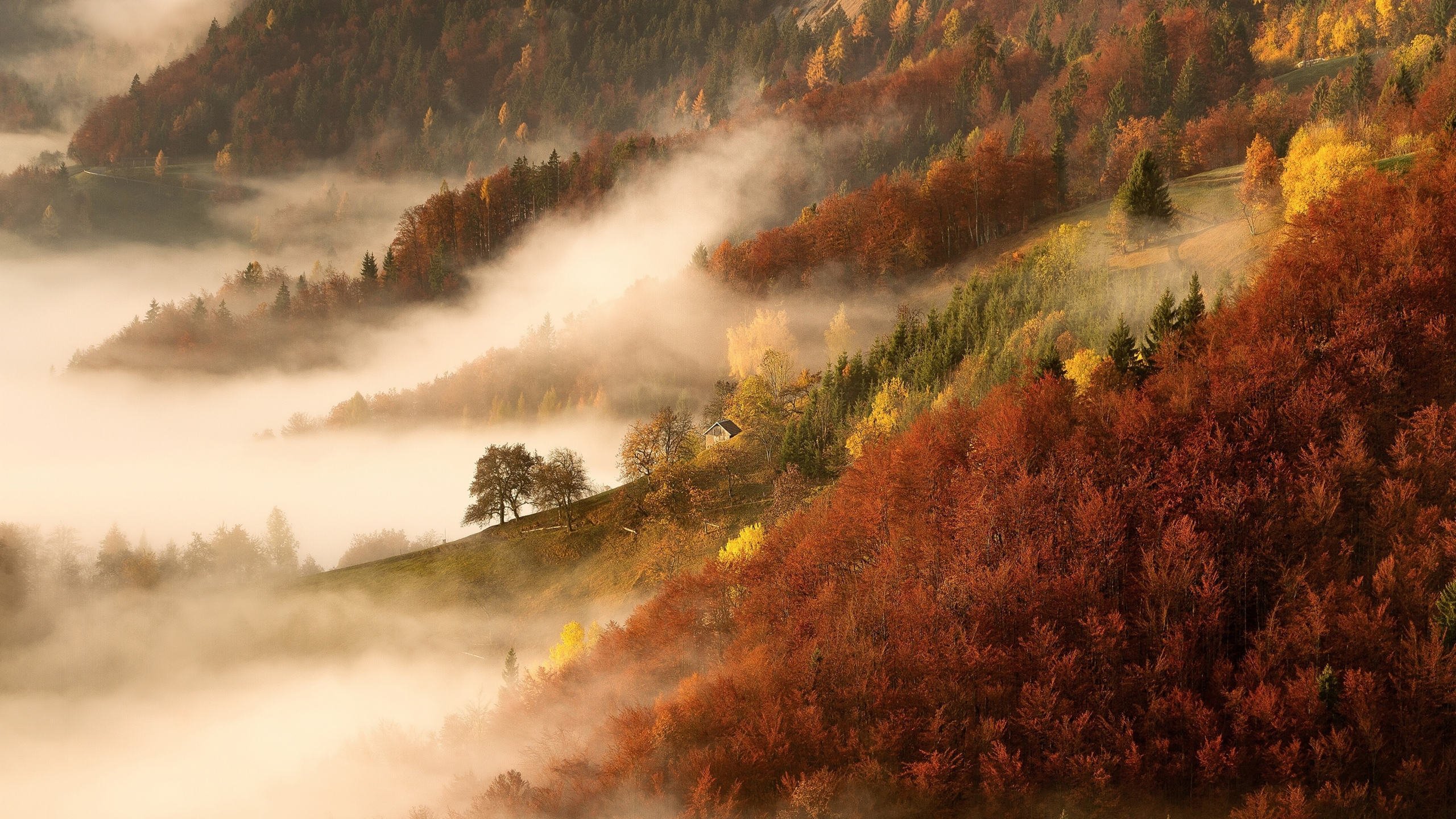 秋意正浓 雾 山坡 红树林
