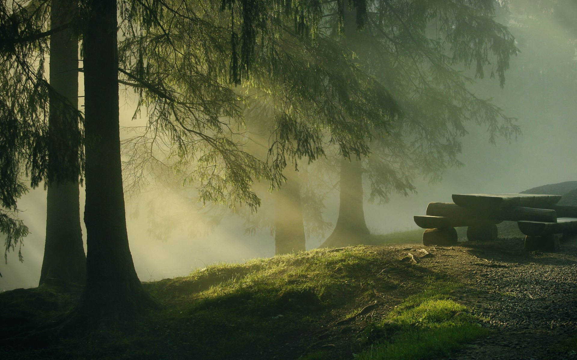 自然风光 清晨 阳光 树林 幽静