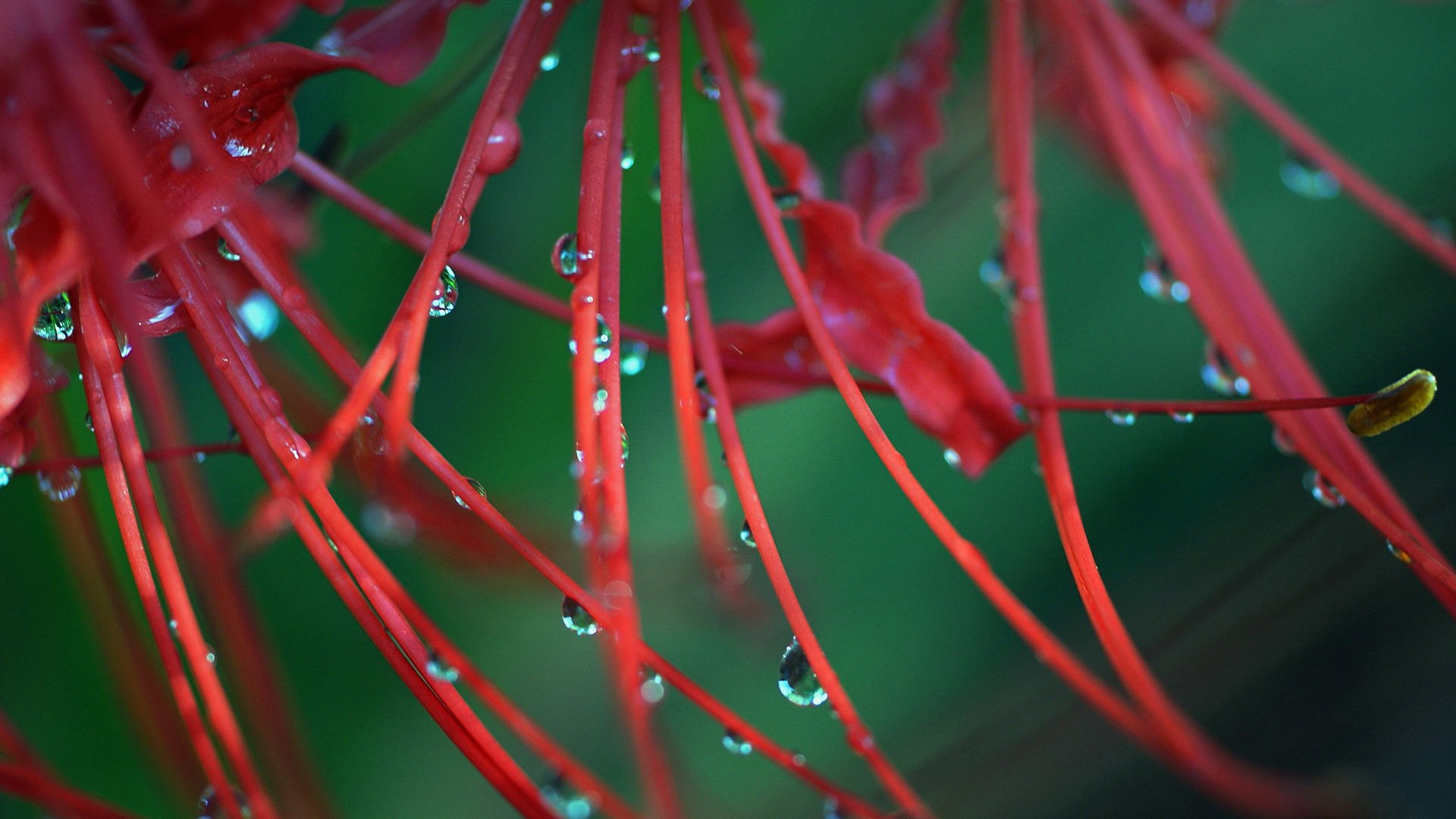 娇艳欲滴 彼岸花 雨后