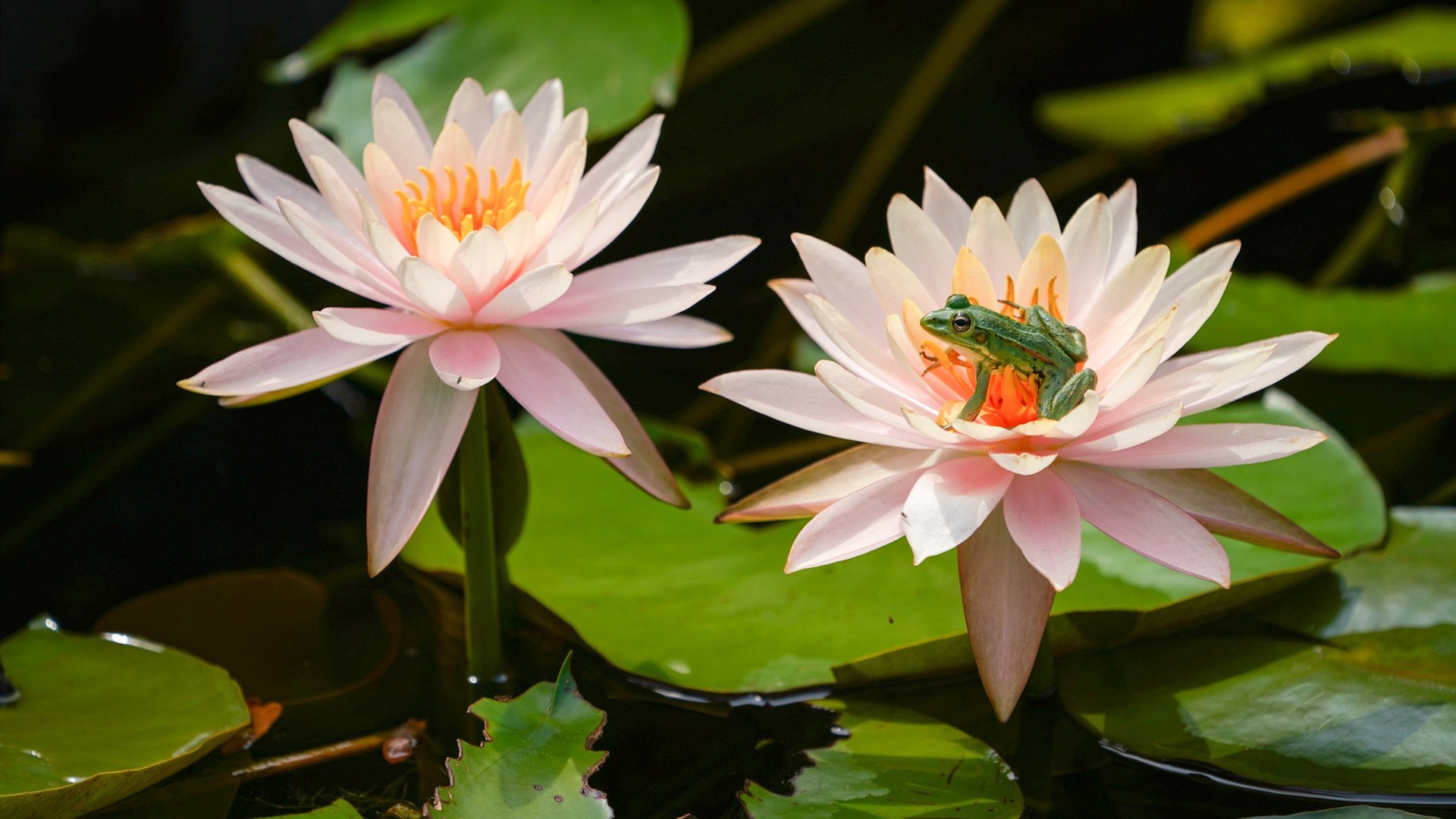 娇艳欲滴 荷花 青蛙