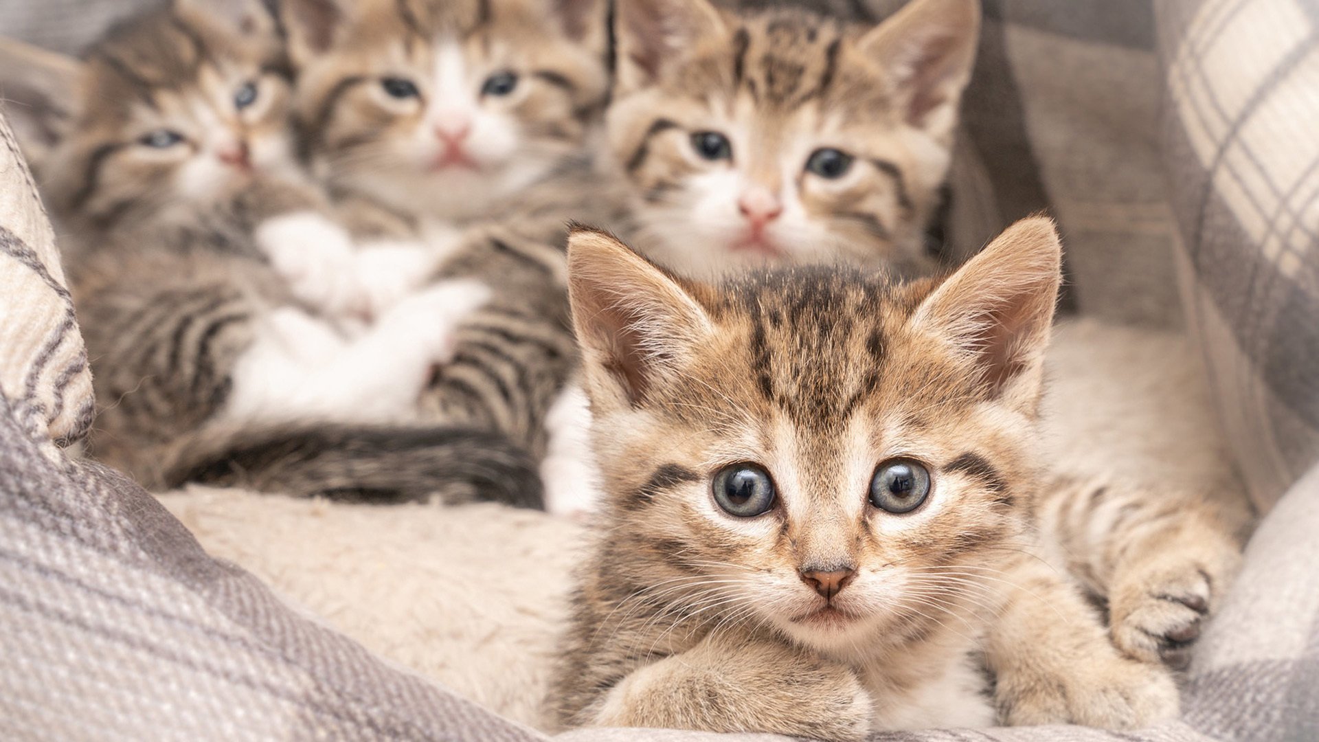 喵星人 猫咪 奶猫 可爱