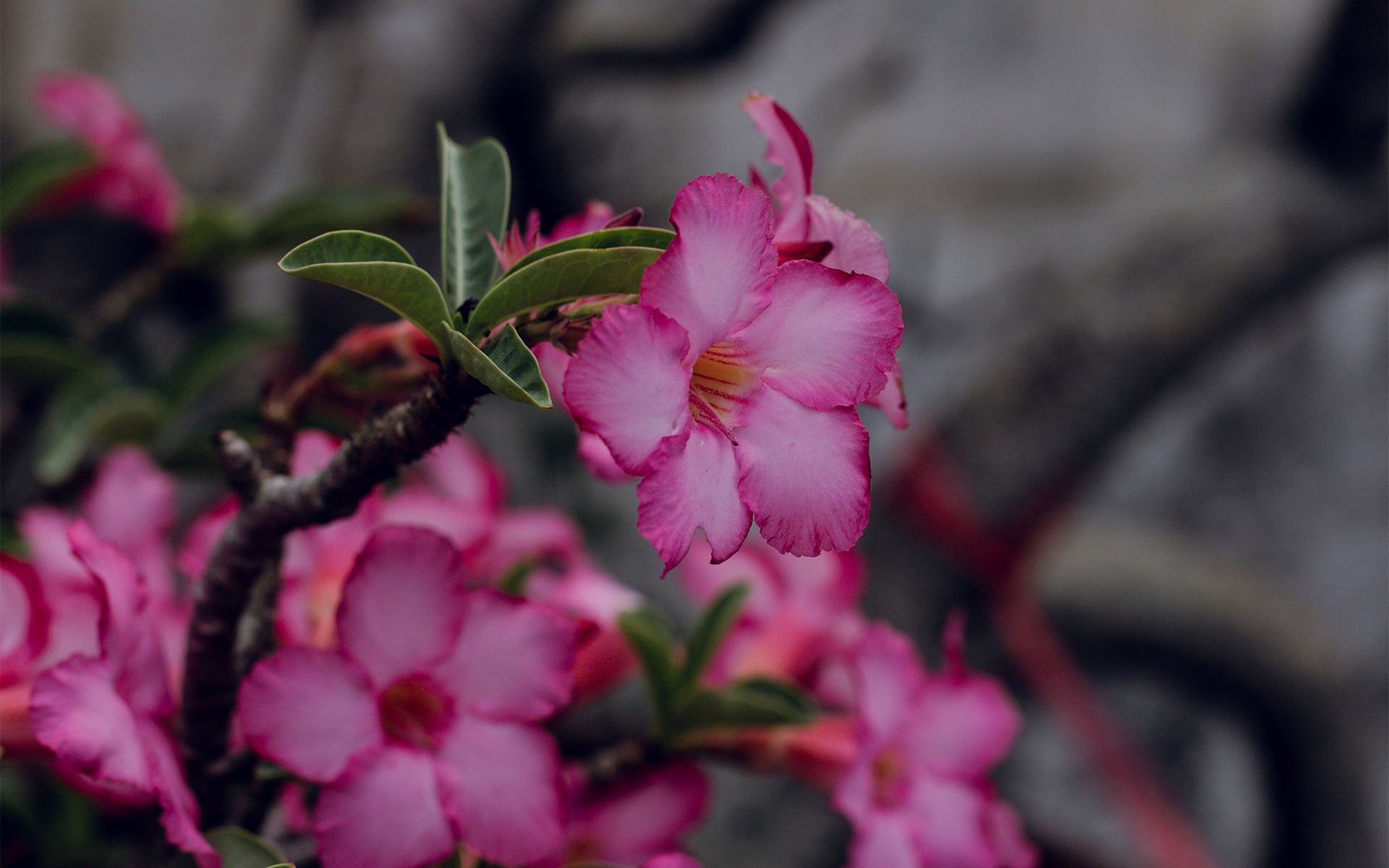 清新淡雅  天宝花 粉嫩 唯美