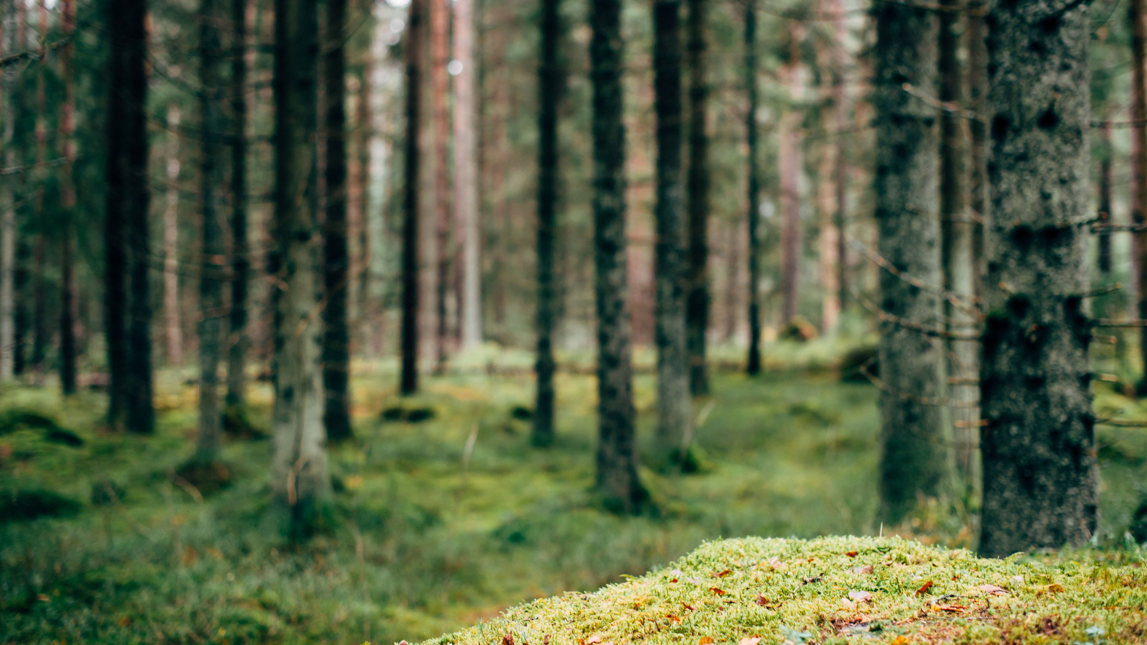 自然风光 树林 草地 翠绿风景