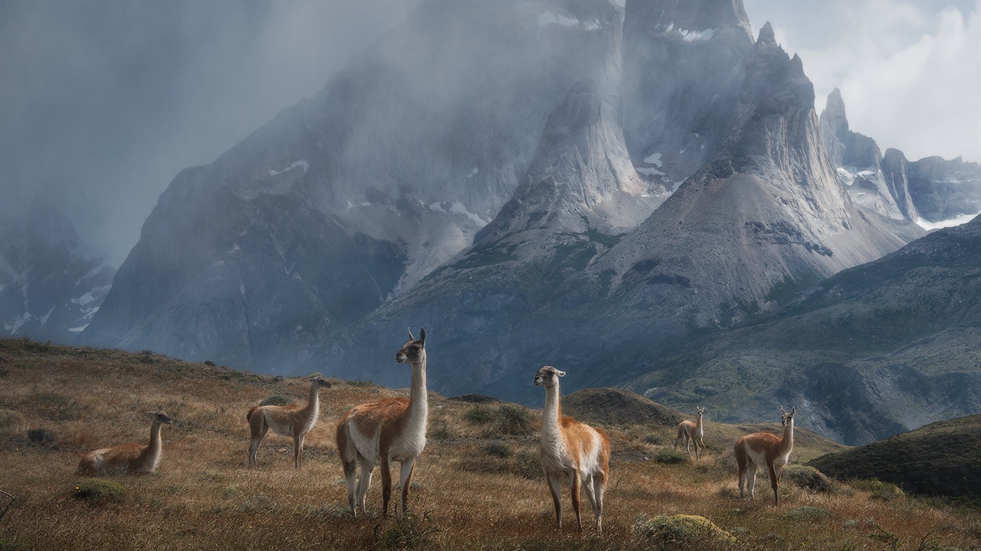 野生动物 鹿 雪山