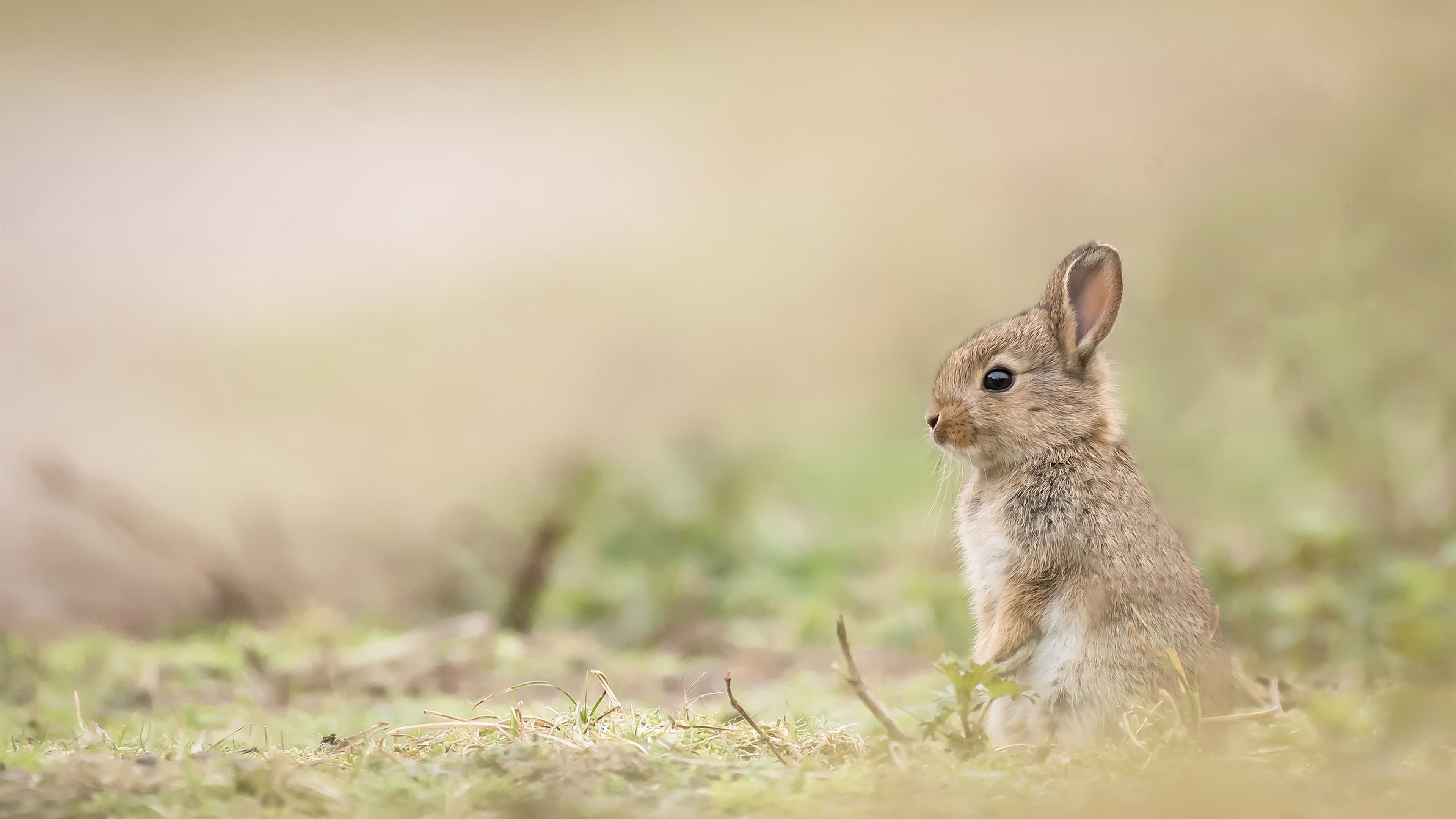 野生动物 兔子 可爱 萌