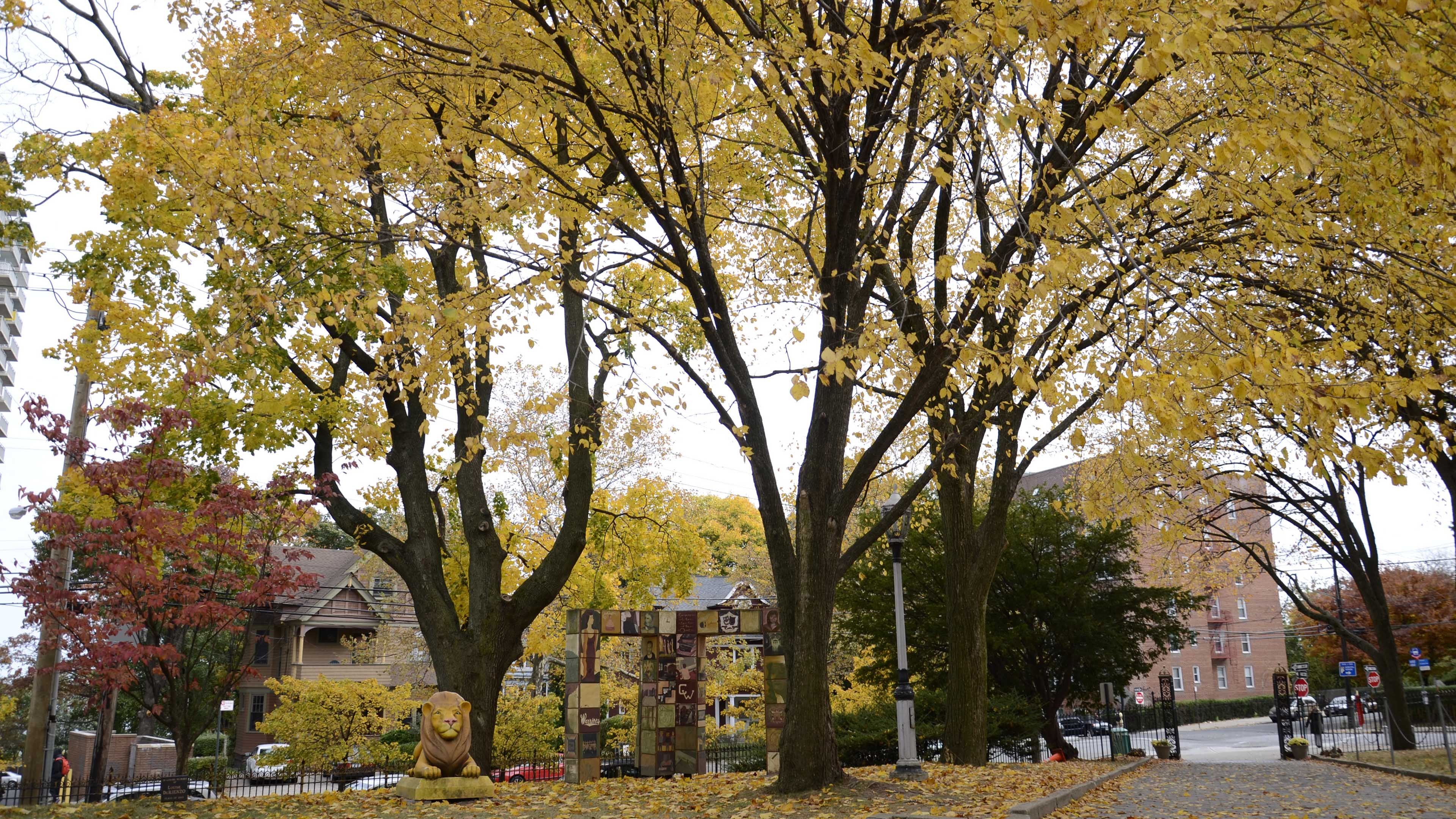 秋意正浓 银杏 落叶 黄叶 城市