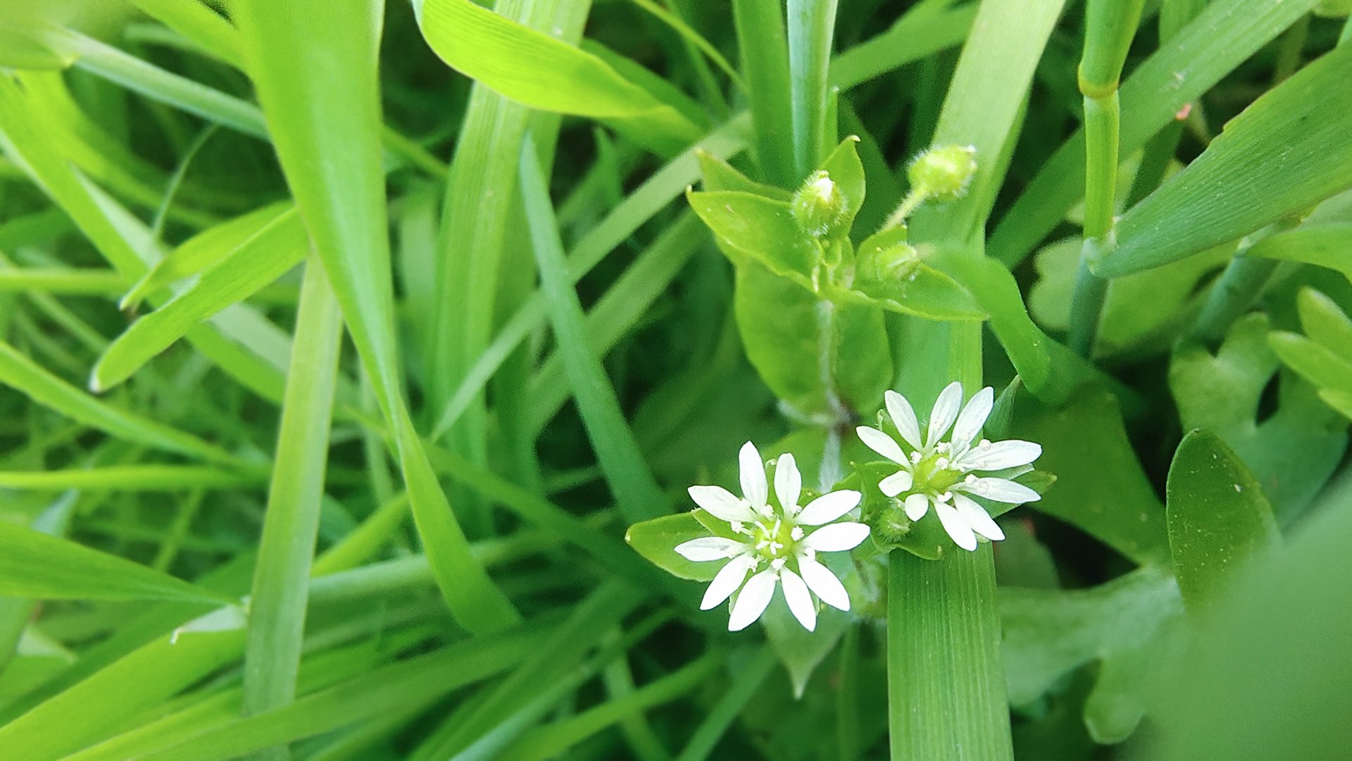花草  青春  田园