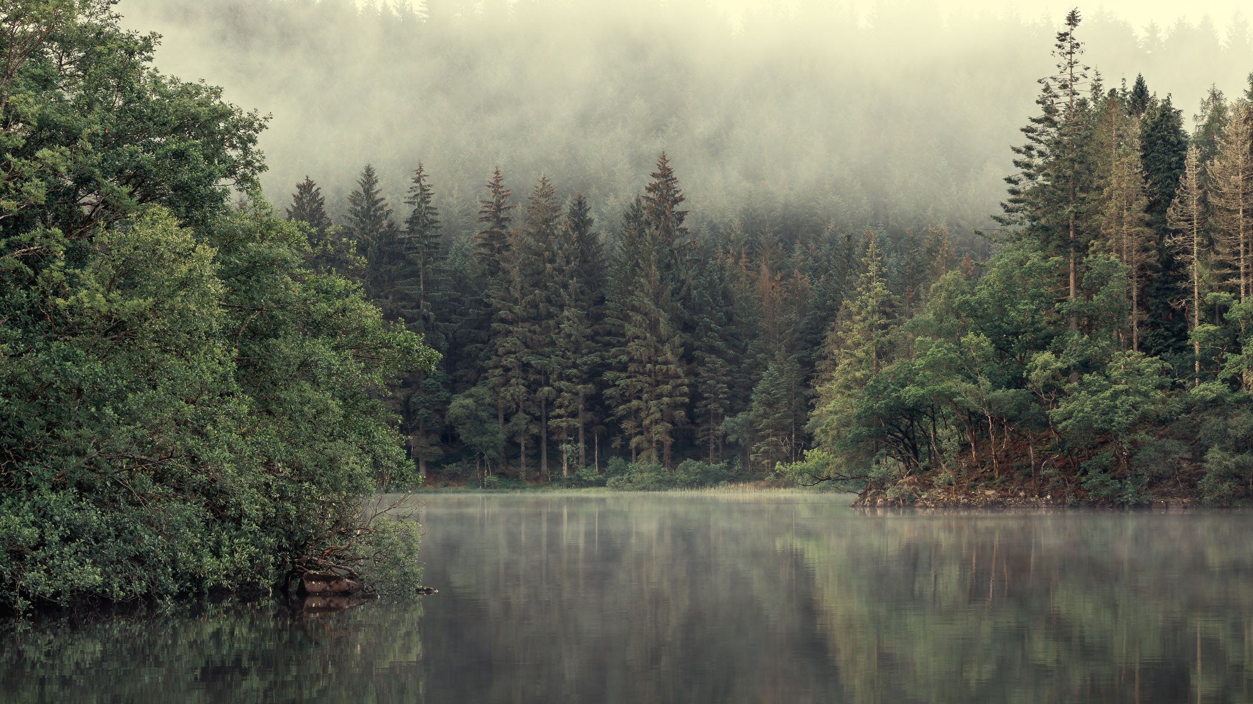 自然风光 森林 迷雾 河中倒影