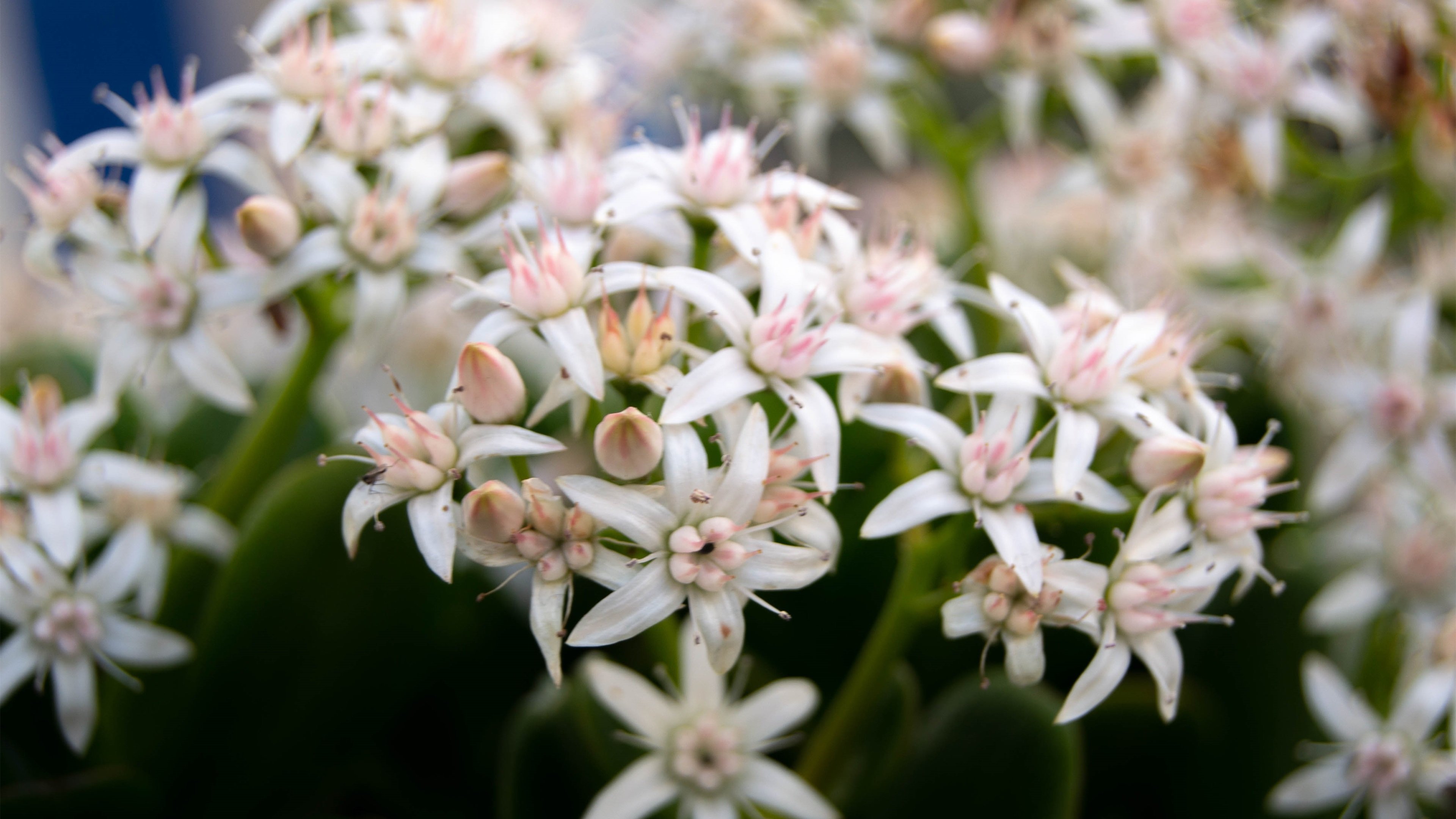 娇艳欲滴 兰花 碎花