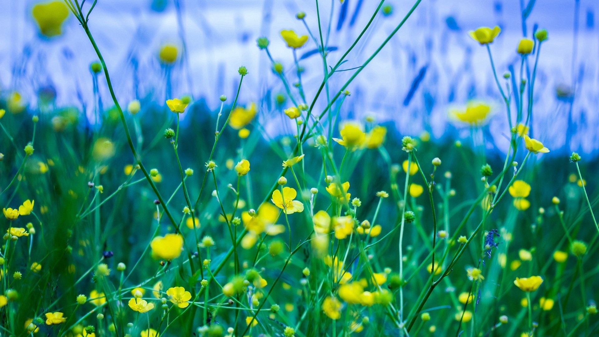 娇艳欲滴 碎花 野花 花丛