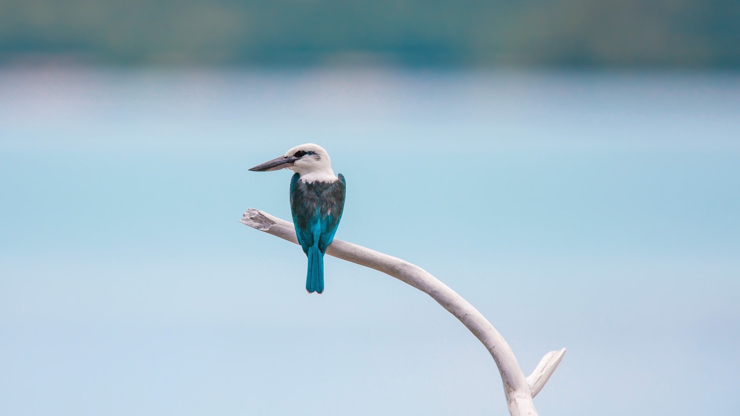 小鸟天地 树枝 枝头 雀 蓝色小鸟