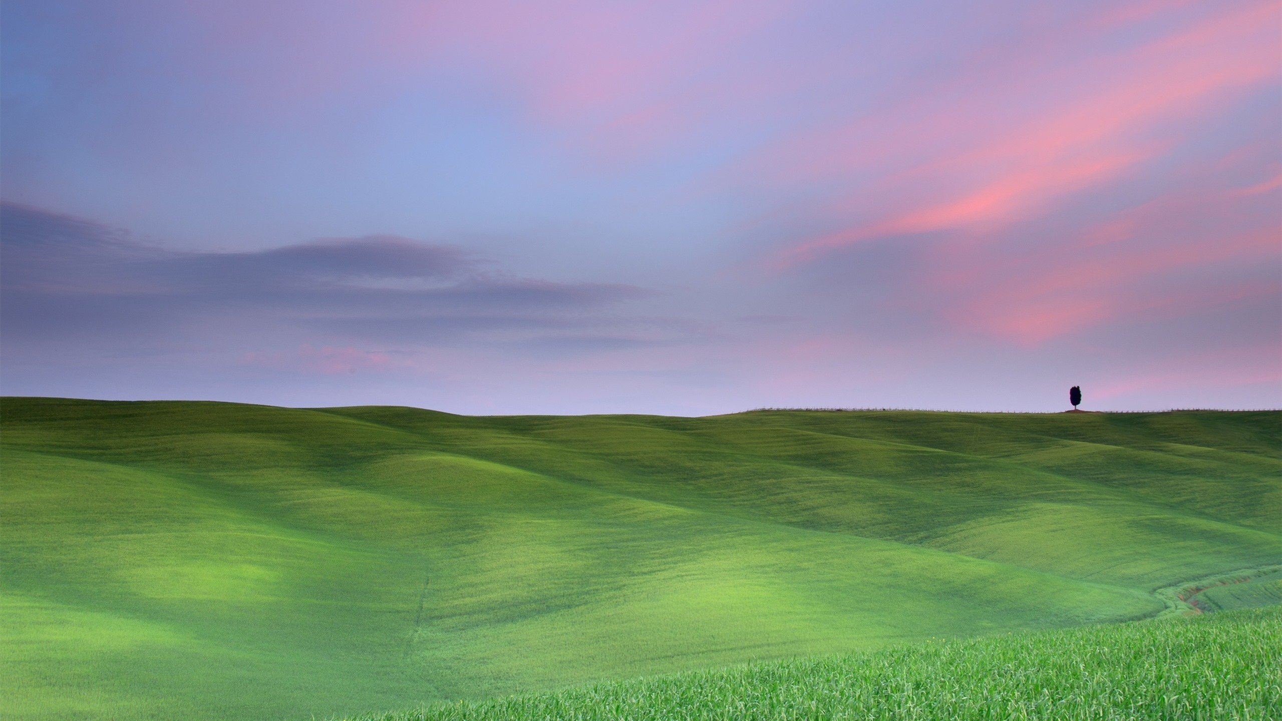 自然风光 草原 旷野 树 晚霞