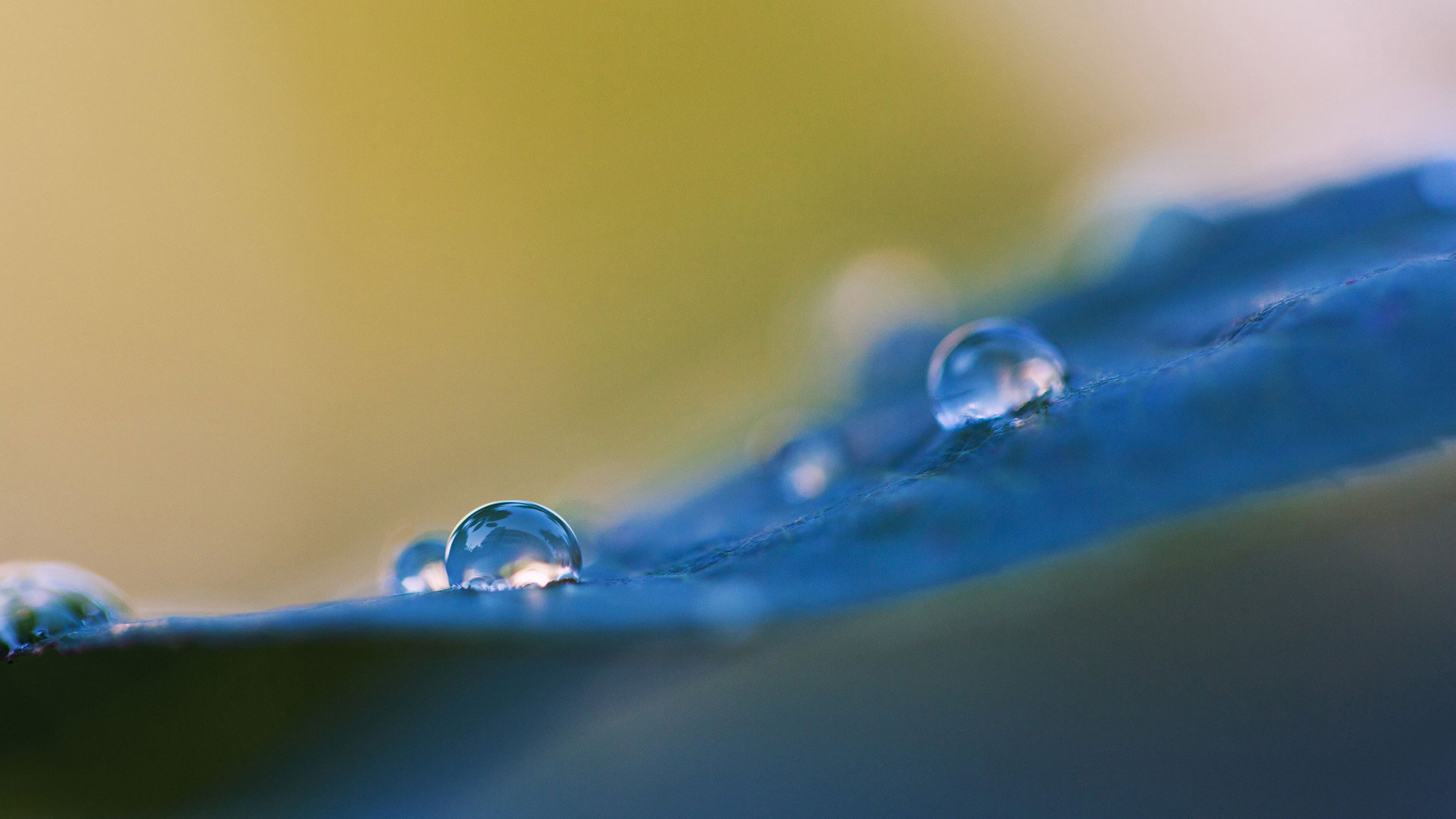 静物写真 水珠 露水