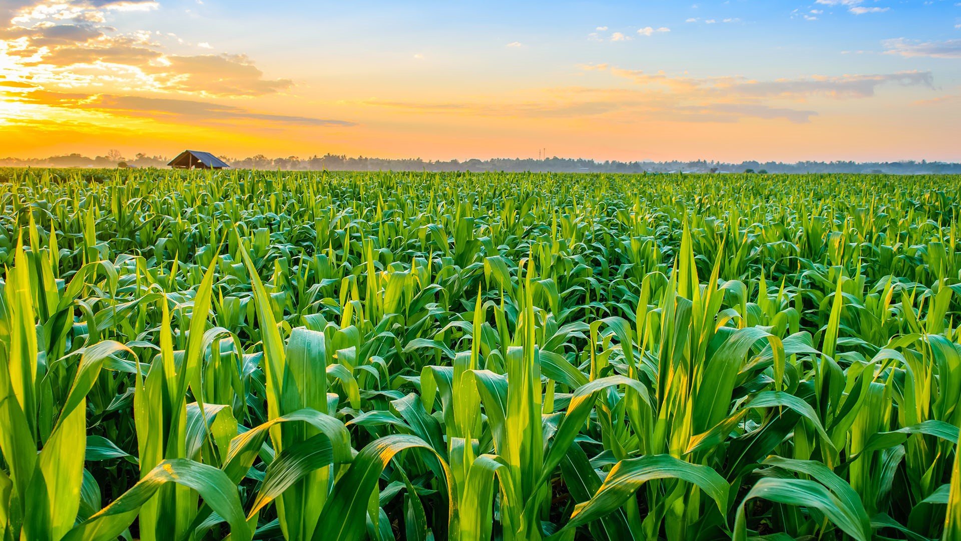 玉米 黄昏 玉米田 平原