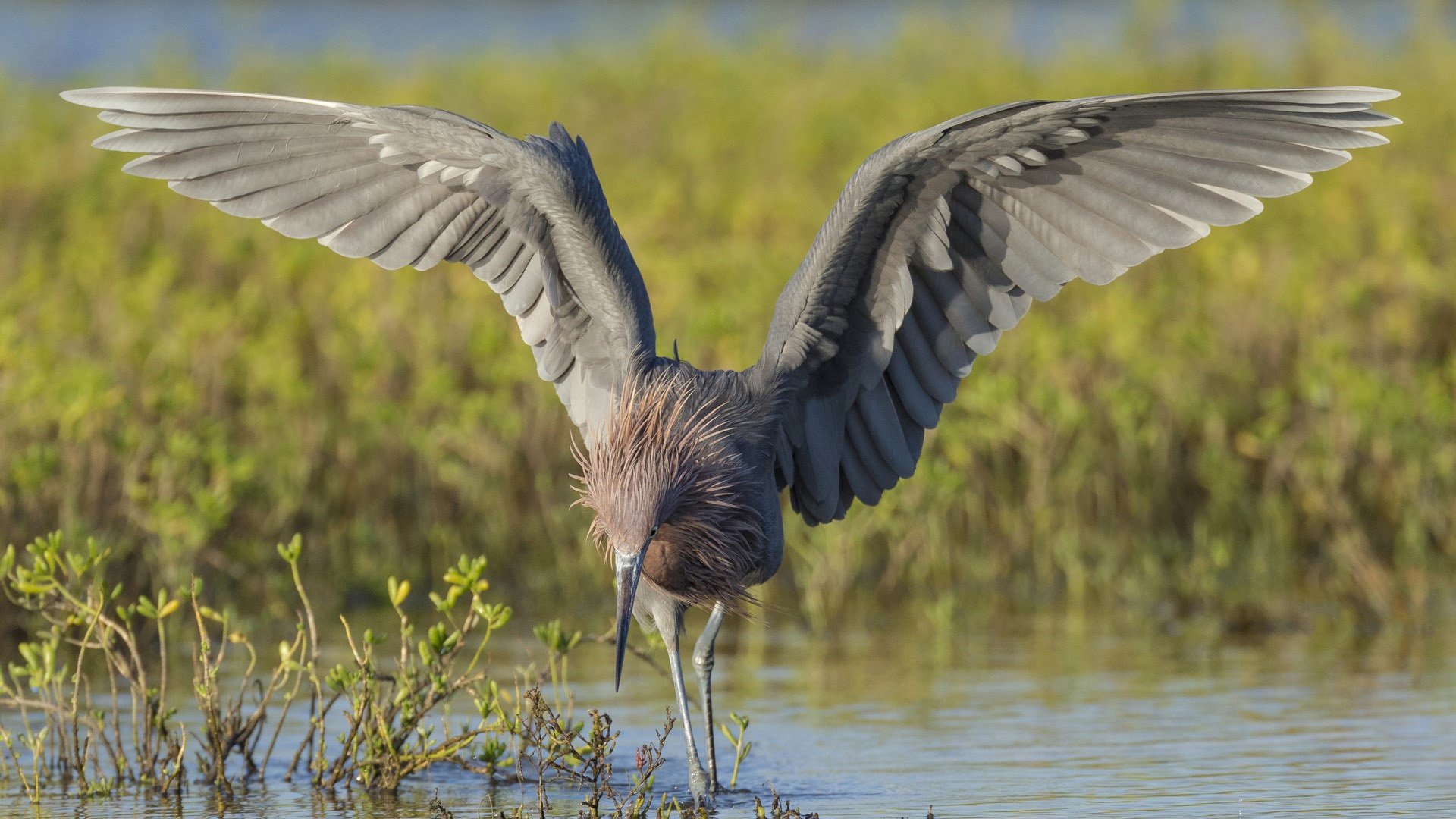 野生动物 鹤 捕鱼
