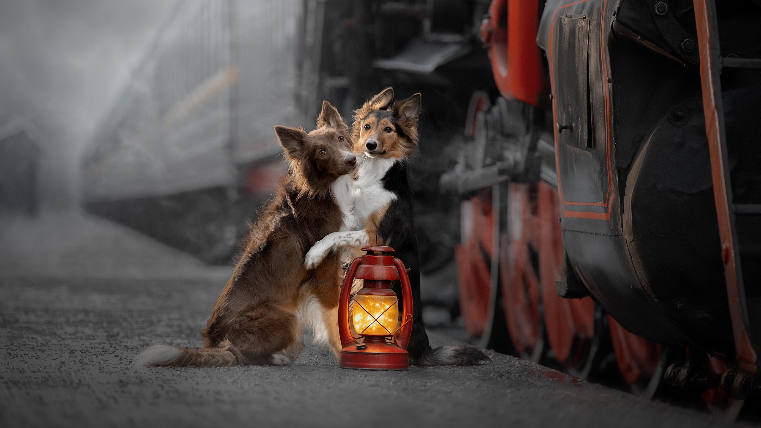 汪星人 煤油灯 火车 取暖 两只狗狗