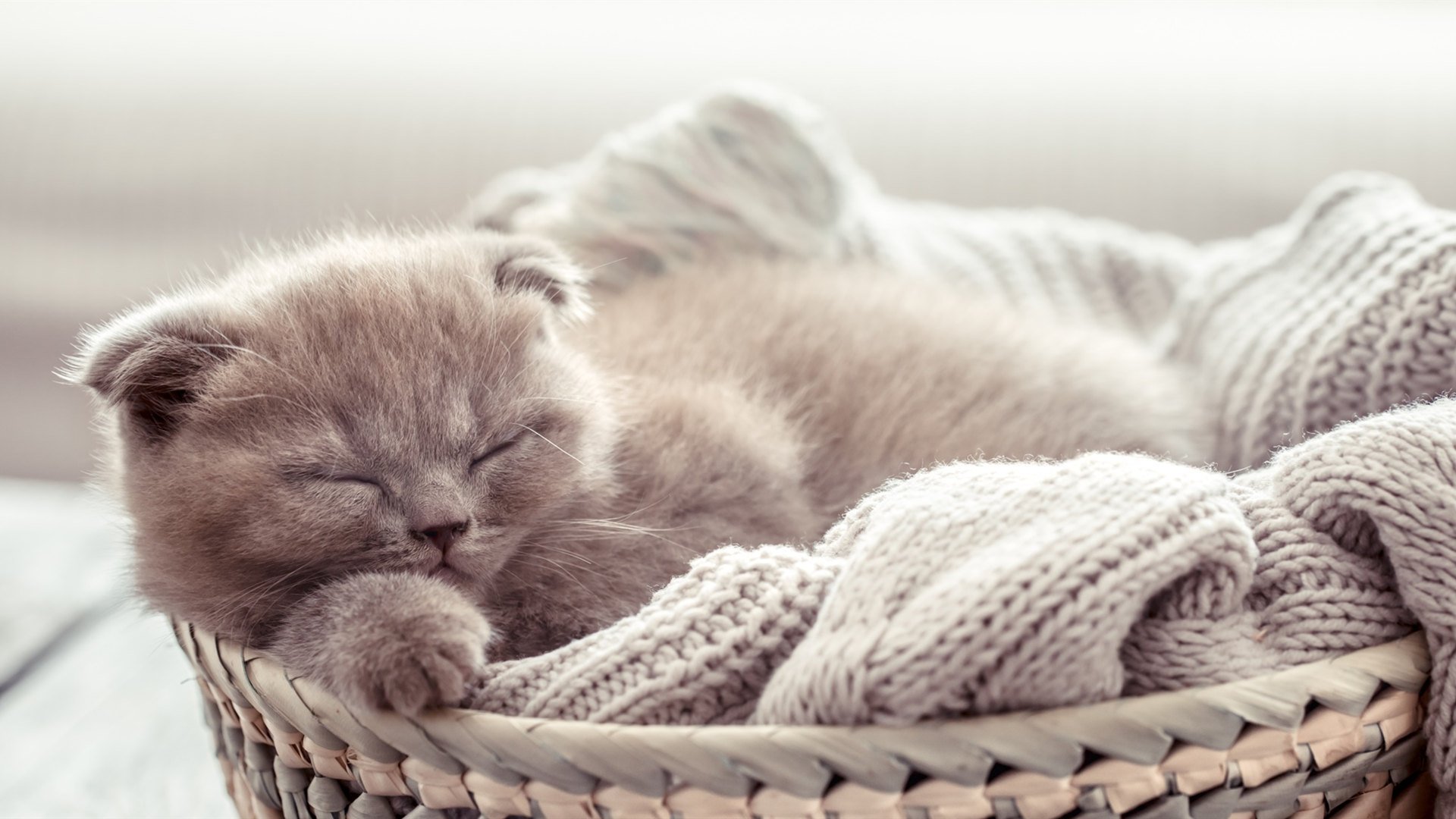 喵星人 睡觉 懒猫 篮子