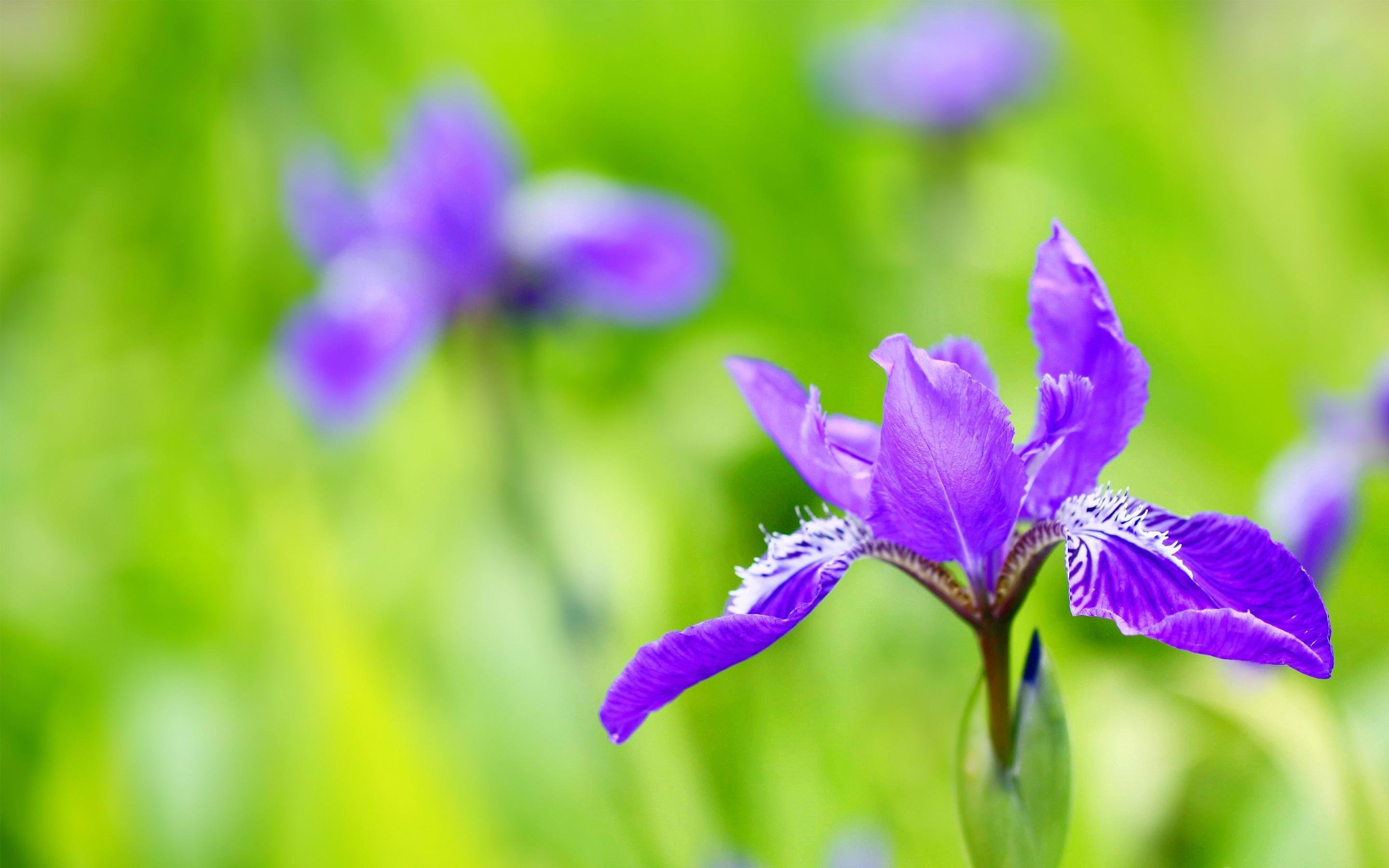 鸢尾花  紫色  护眼