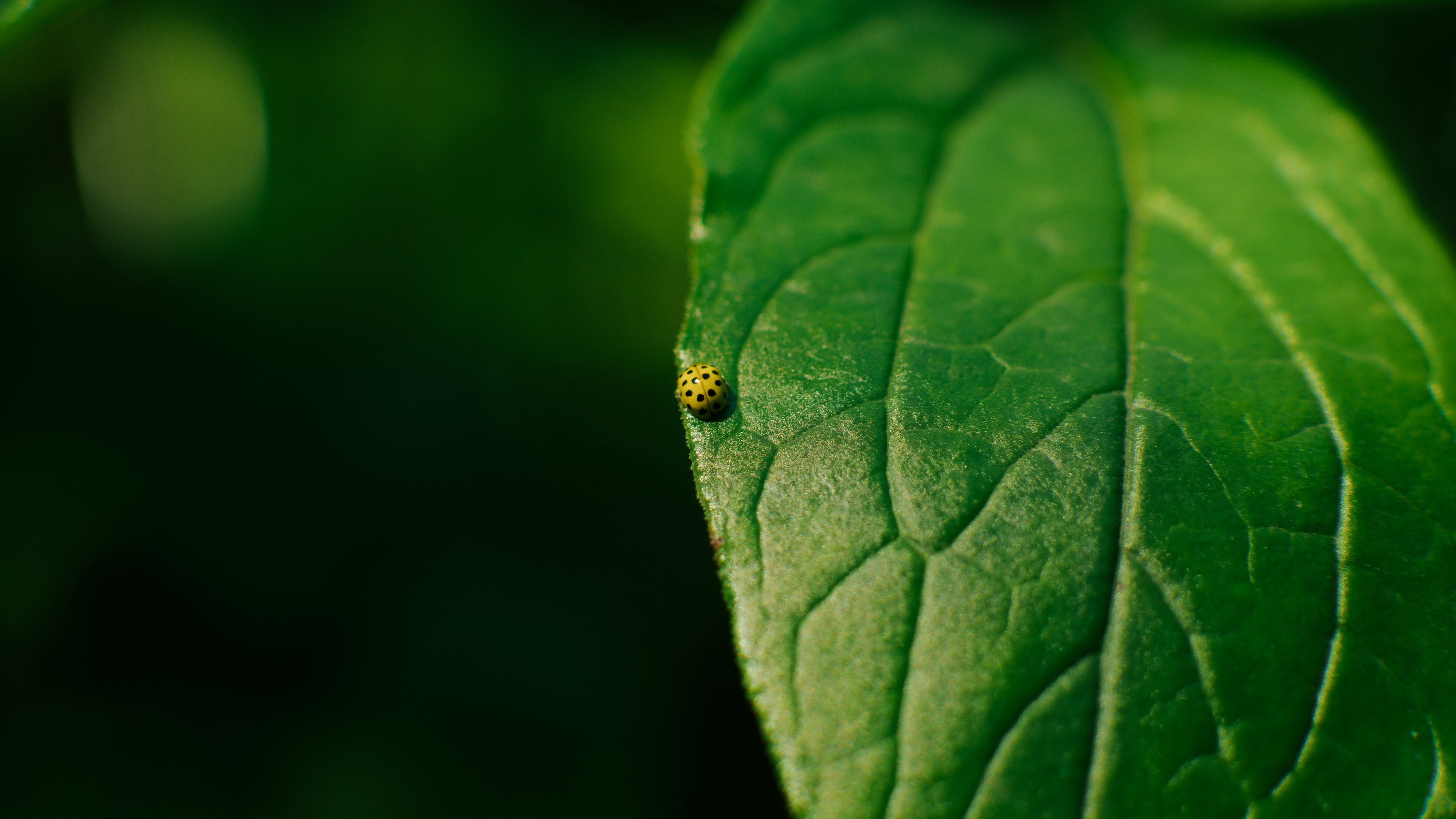 护眼壁纸 金龟子 瓢虫 树叶