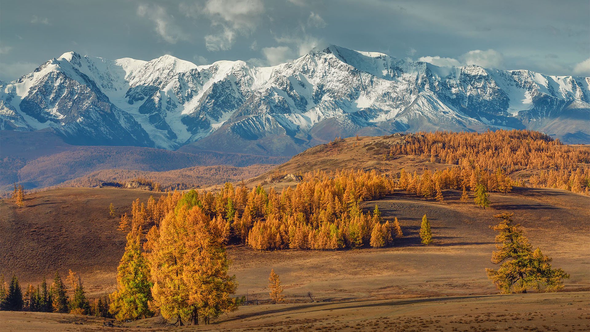 秋意正浓 雪山 高原 树林 神秘