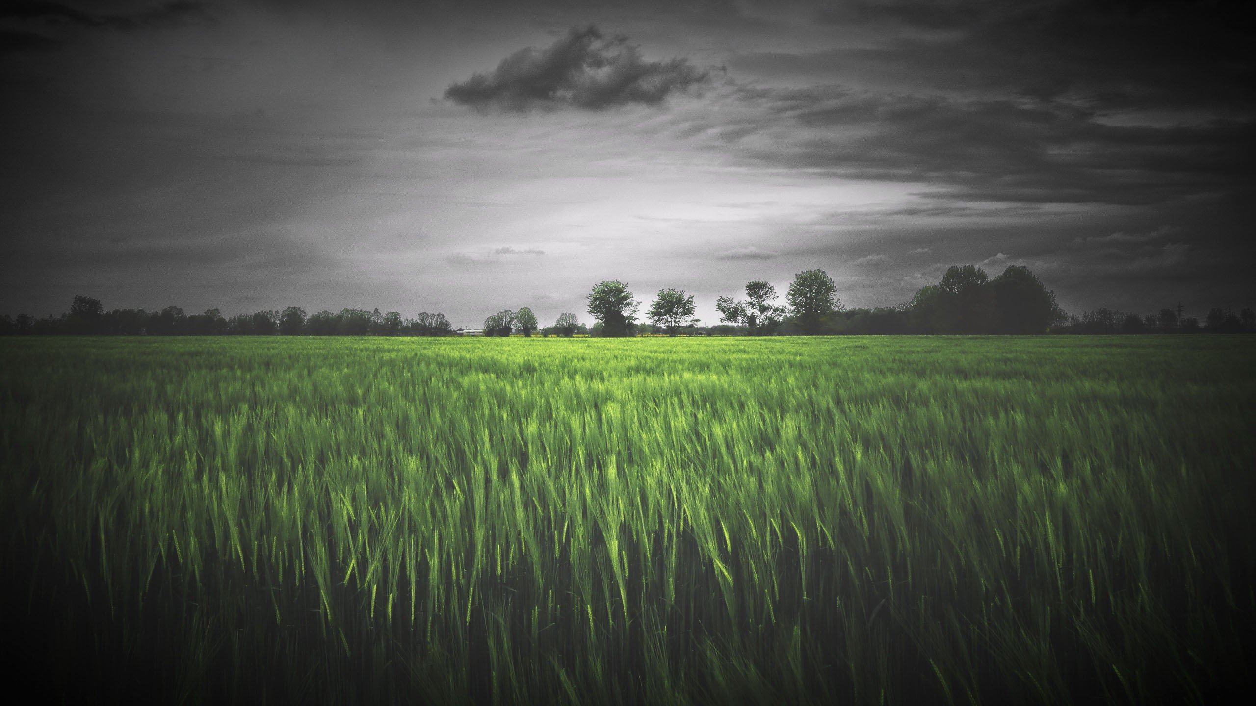 麦田 阴天 乌云