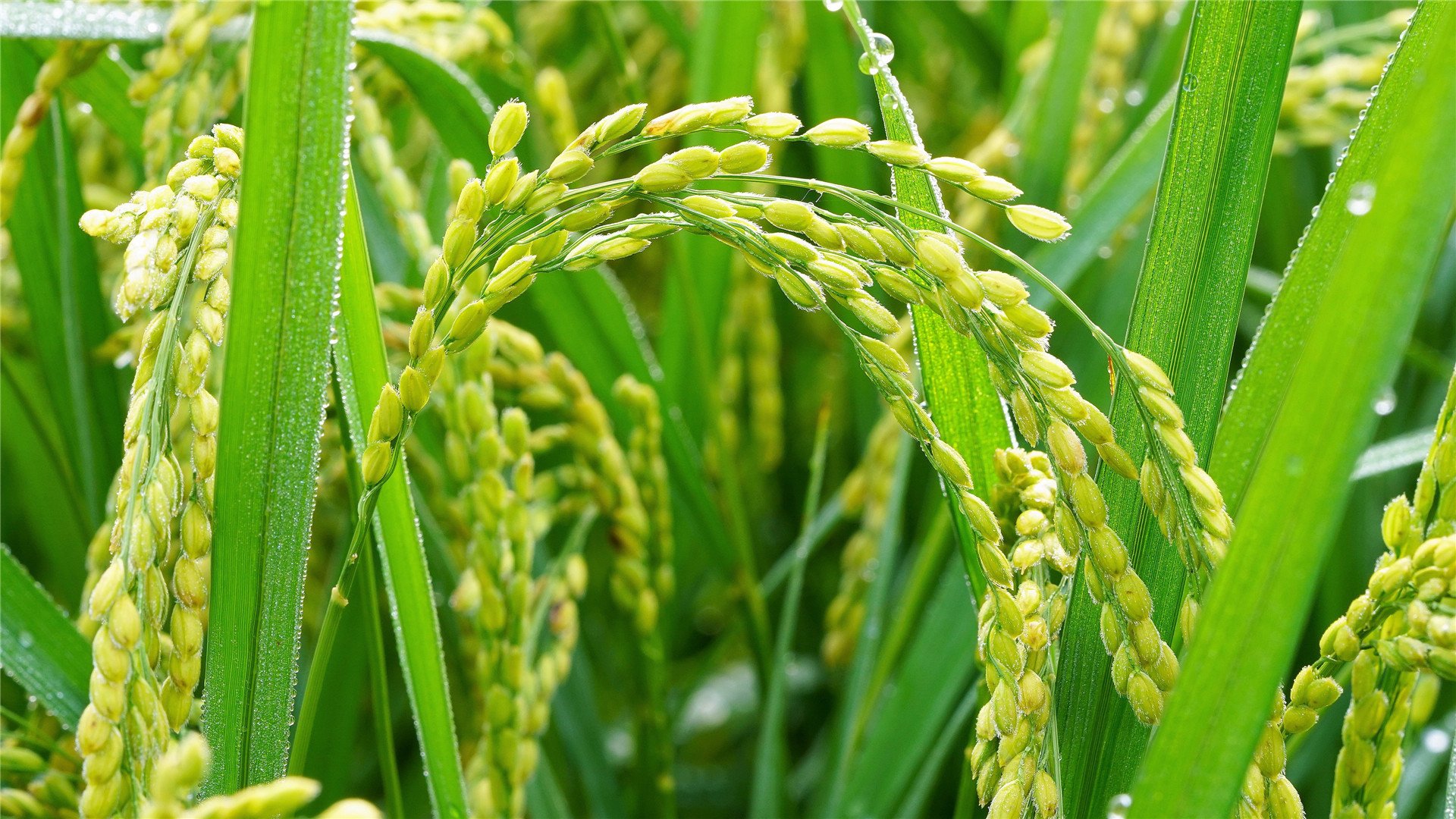 护眼壁纸 舒缓 稻苗 绿色 清新