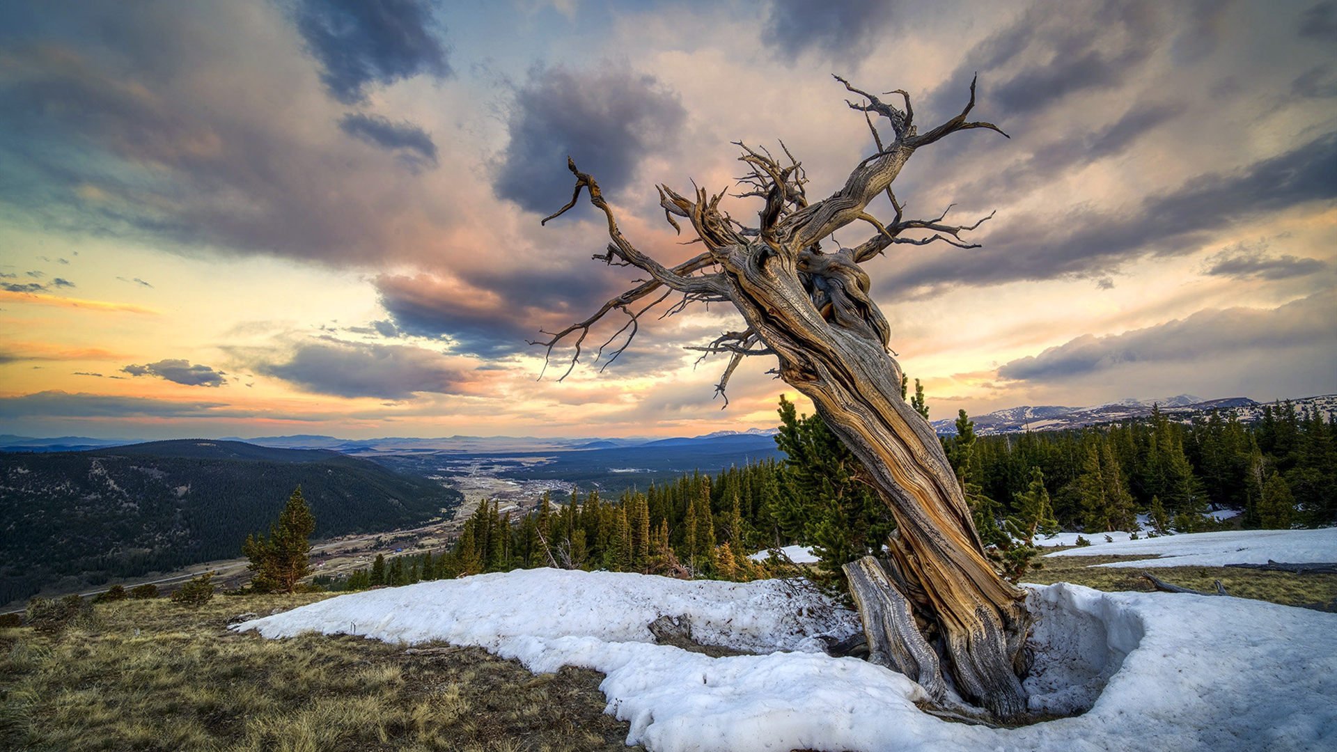 自然风光 枯树 晚霞 冰雪