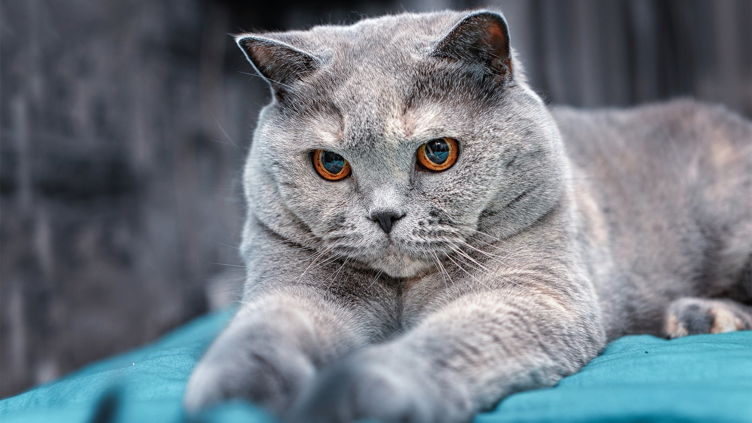 喵星人 英短 猫咪 大灰猫