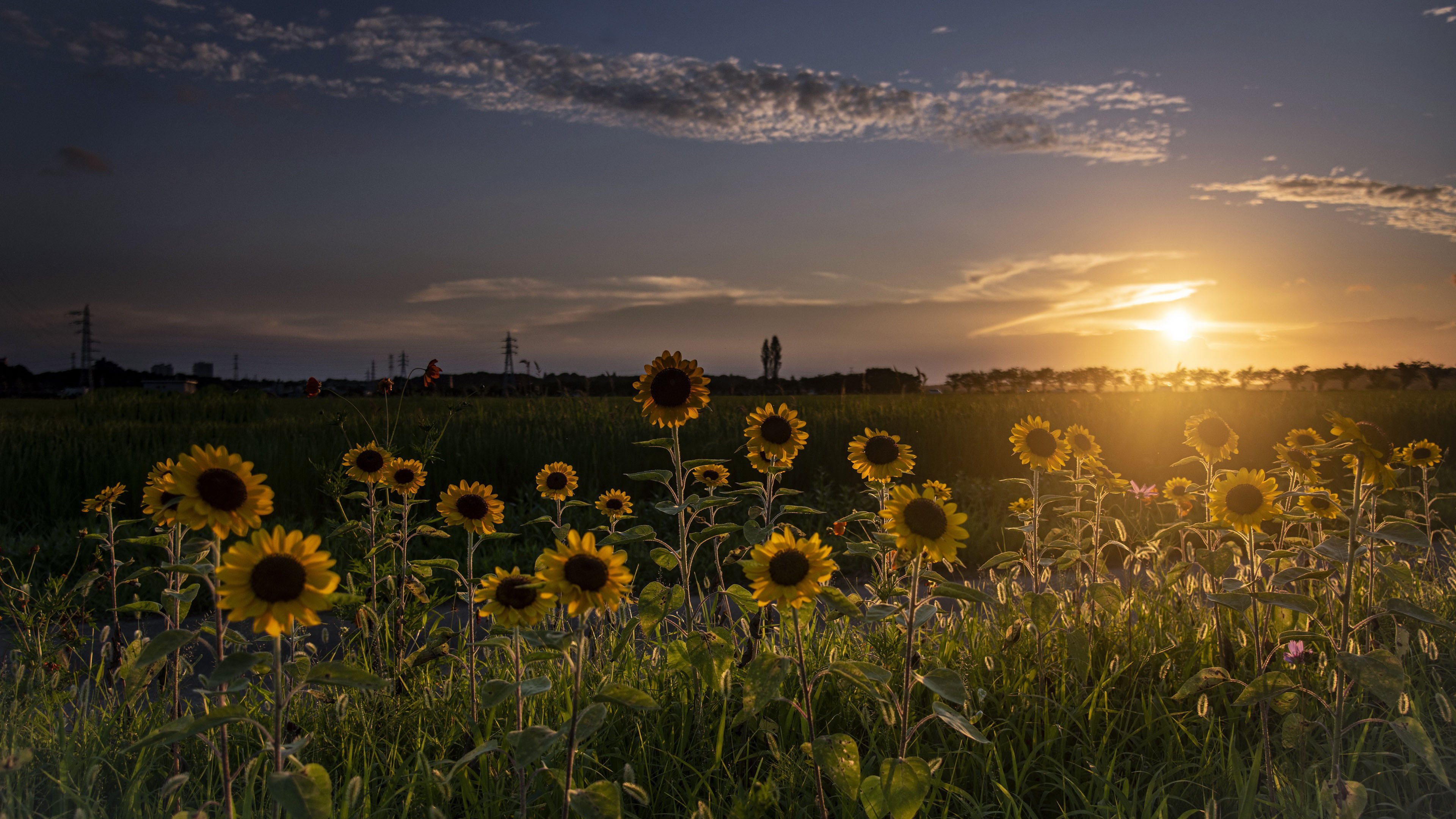 落日余晖 向日葵 原野