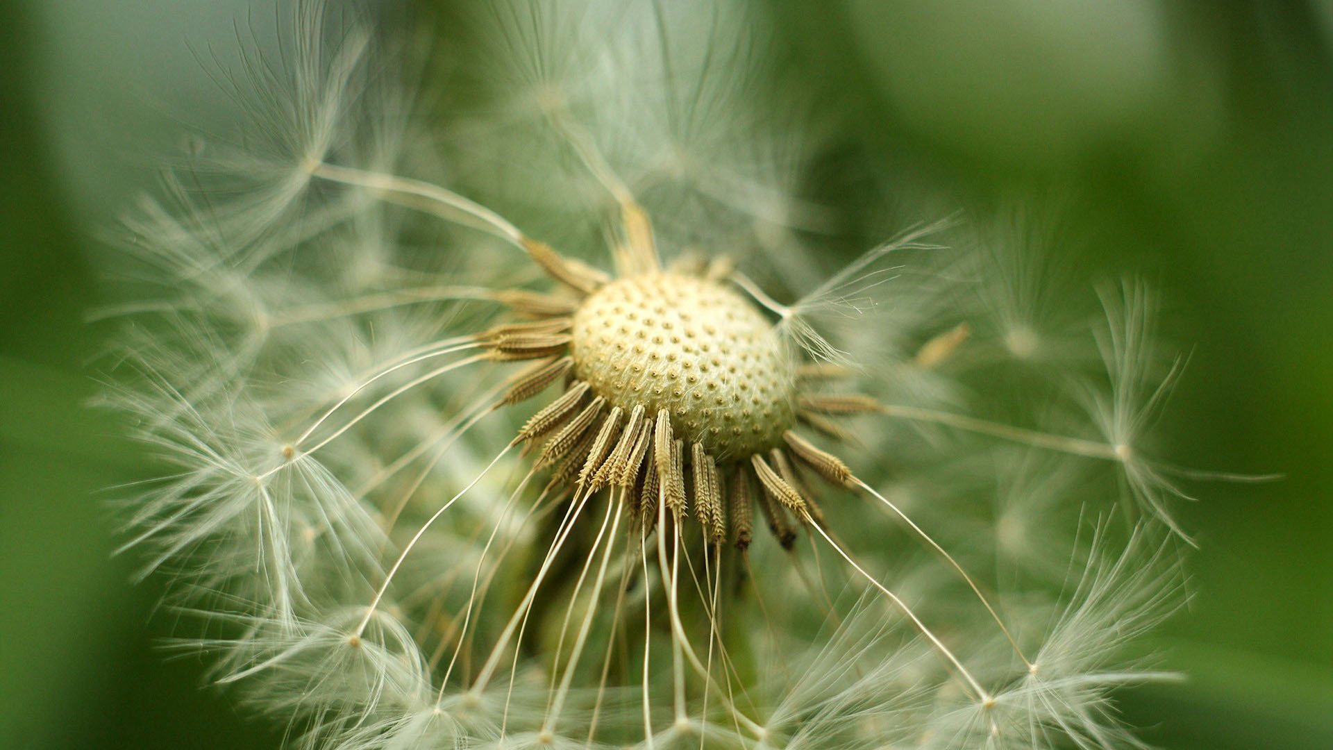 护眼壁纸  蒲公英  护眼 绿色