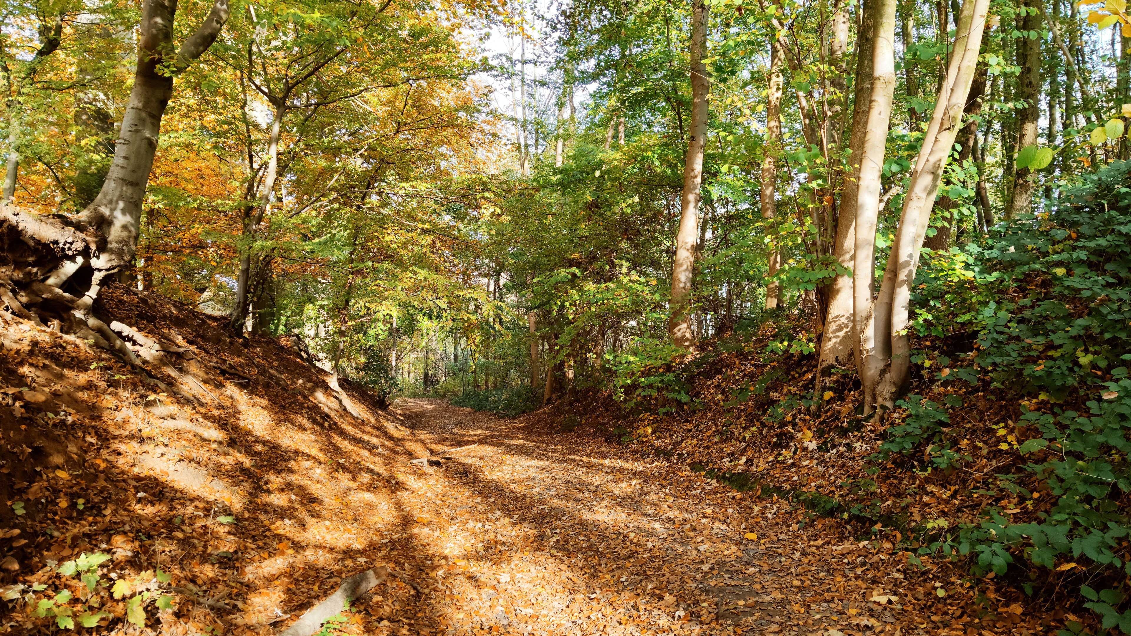 自然风光 树林 落叶 山路